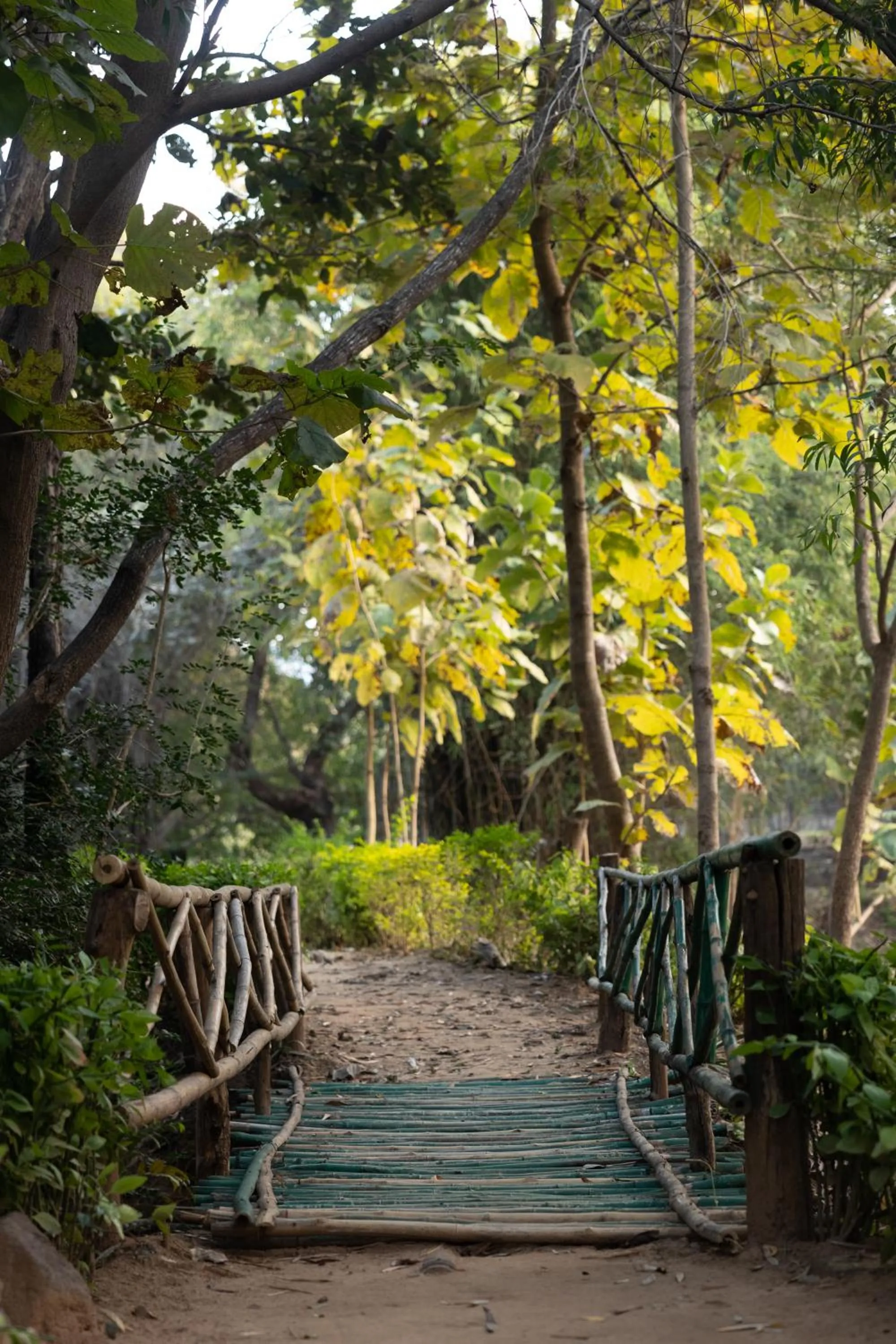Natural landscape in Tiger Trails Resort