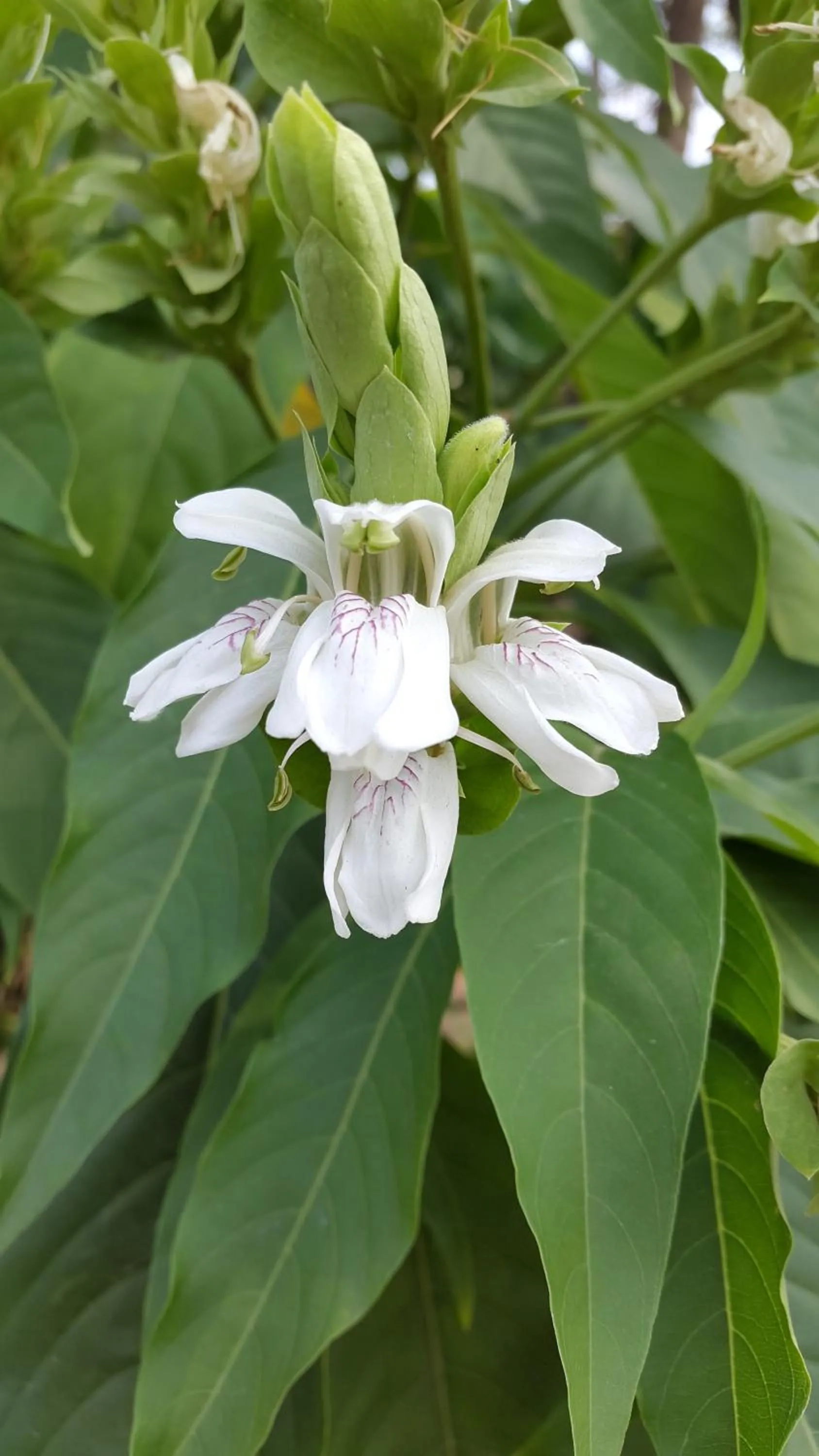 Garden in The Meadows Resort and Spa