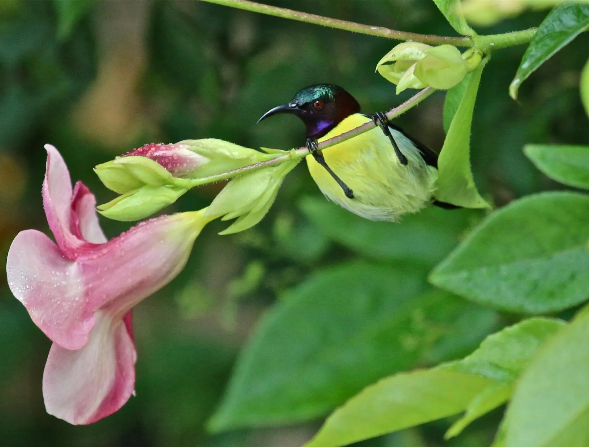 Animals in The Meadows Resort and Spa