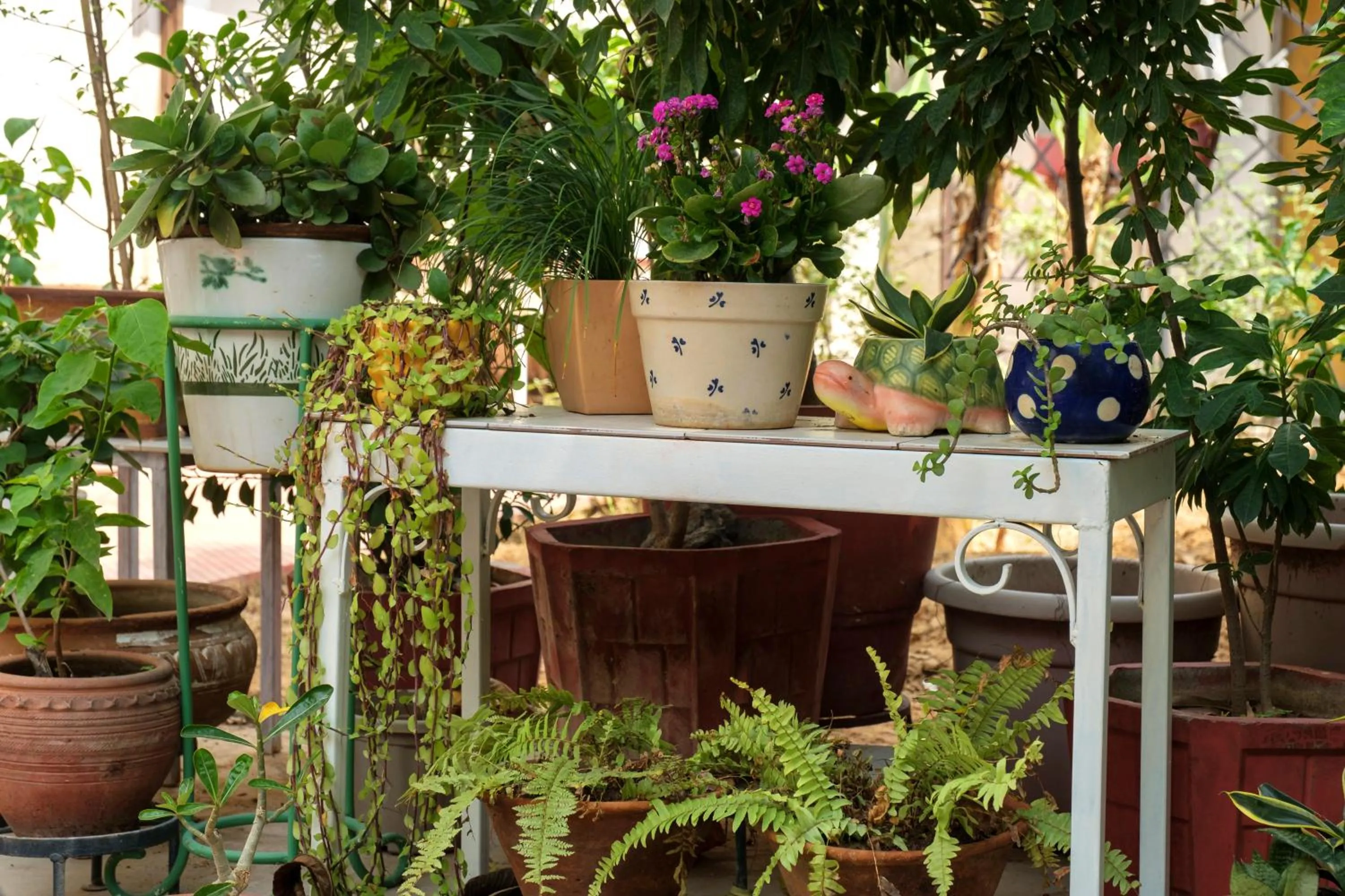 Garden in Shree Nikunj - A Luxury Boutique Homestay in Jaipur