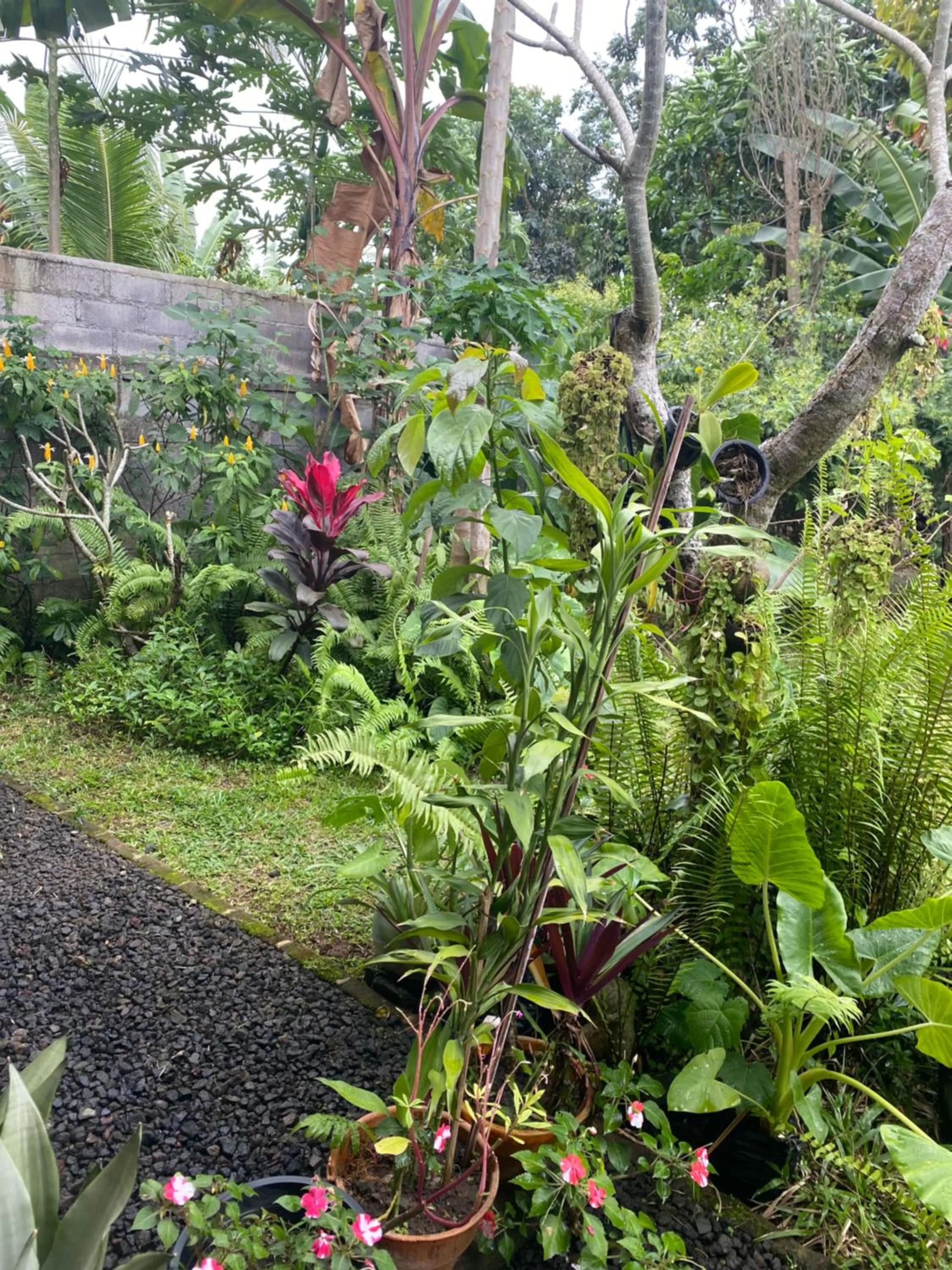 Garden in Bali Asli Guest House by EPS
