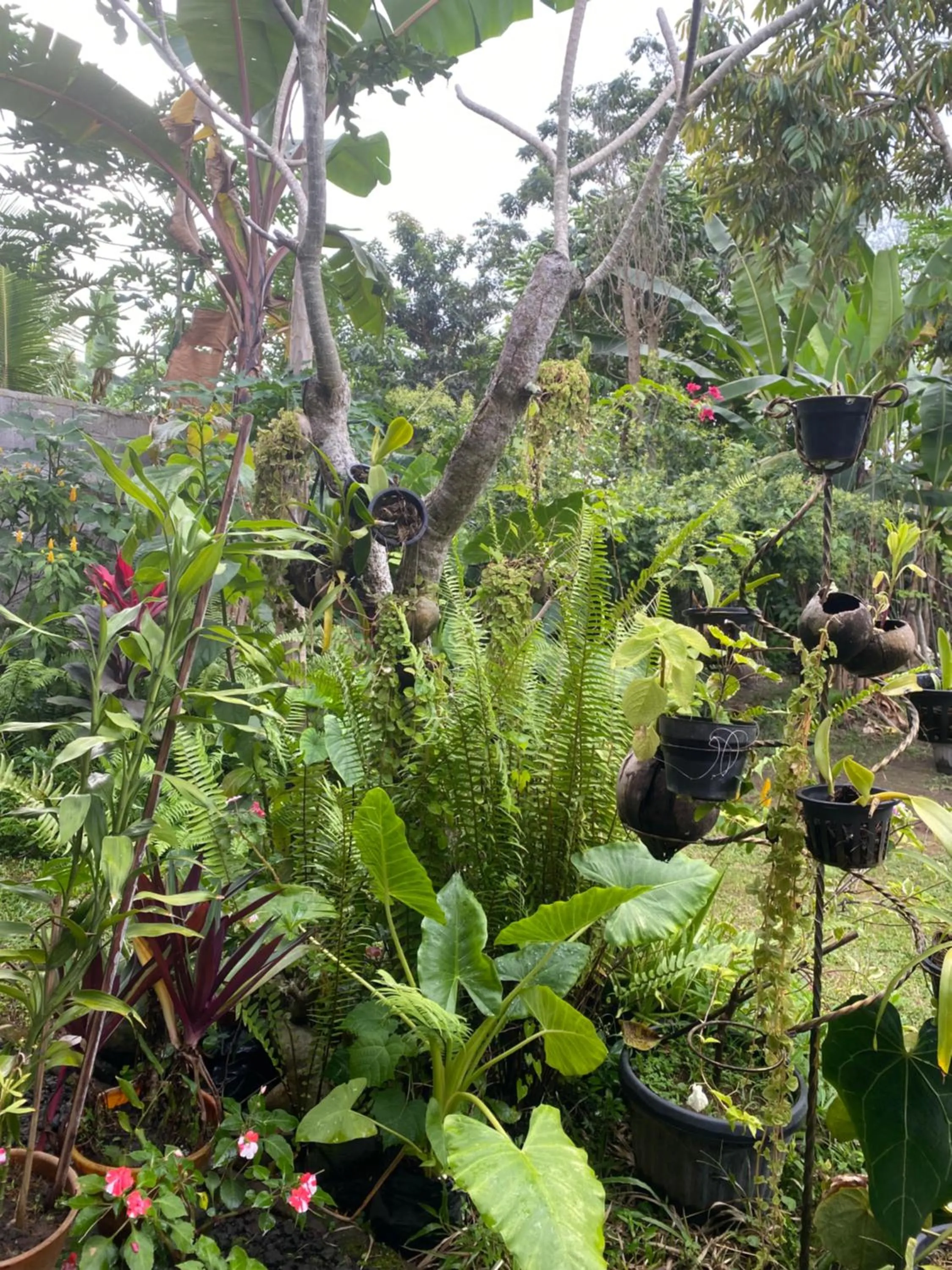 Garden in Bali Asli Guest House by EPS