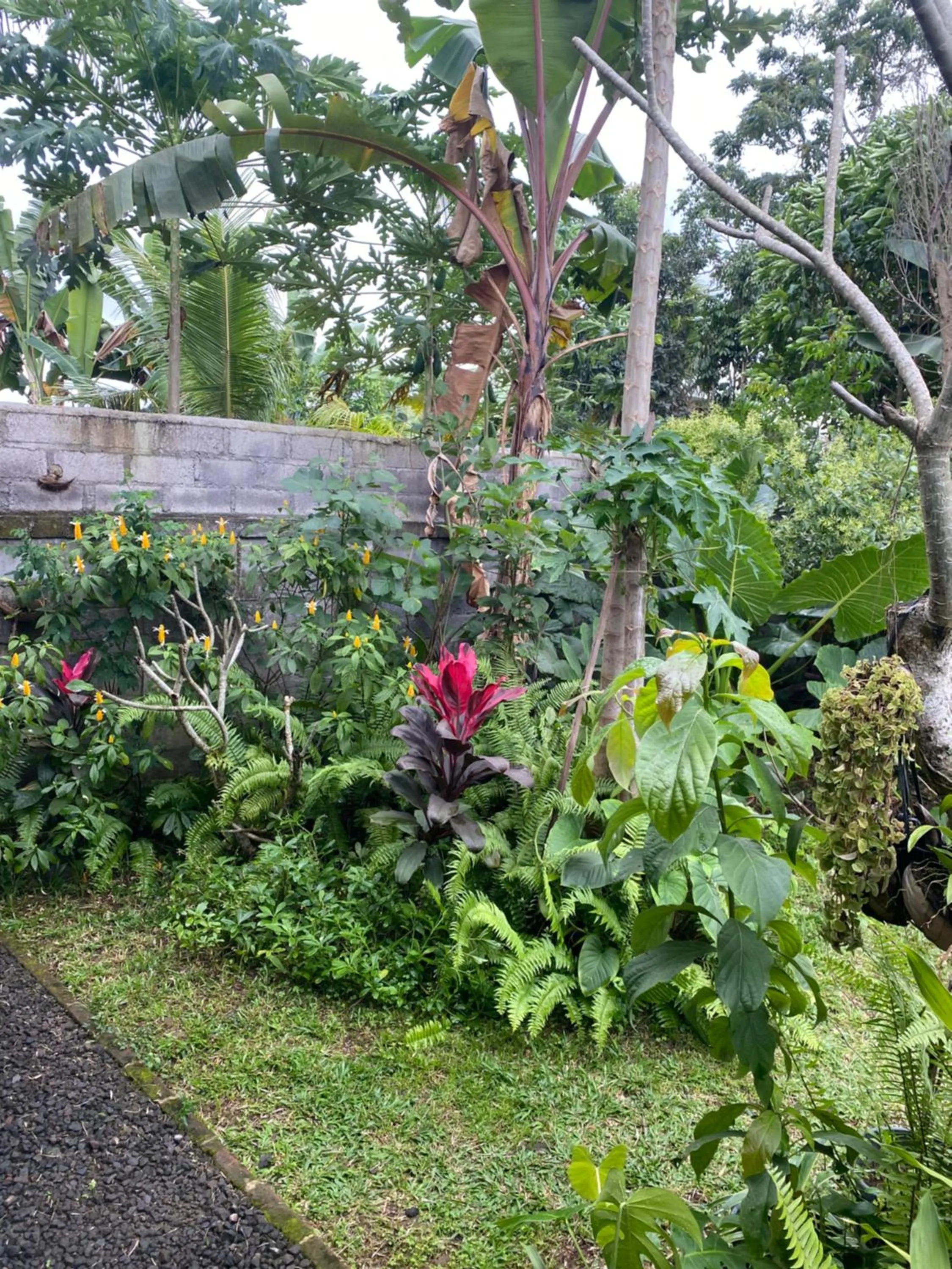 Garden in Bali Asli Guest House by EPS