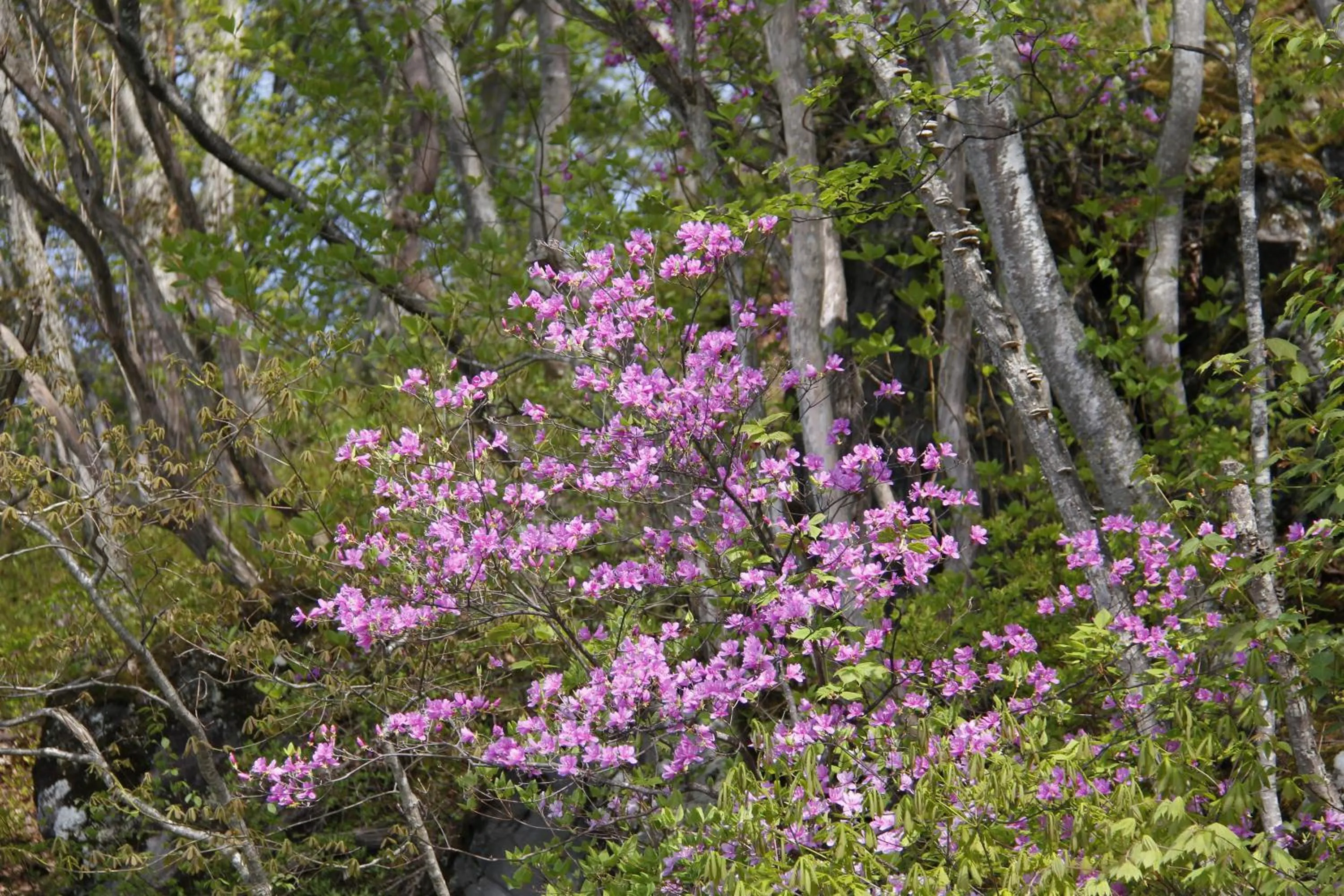 Natural landscape in NOZARU ONSEN HOSTEL