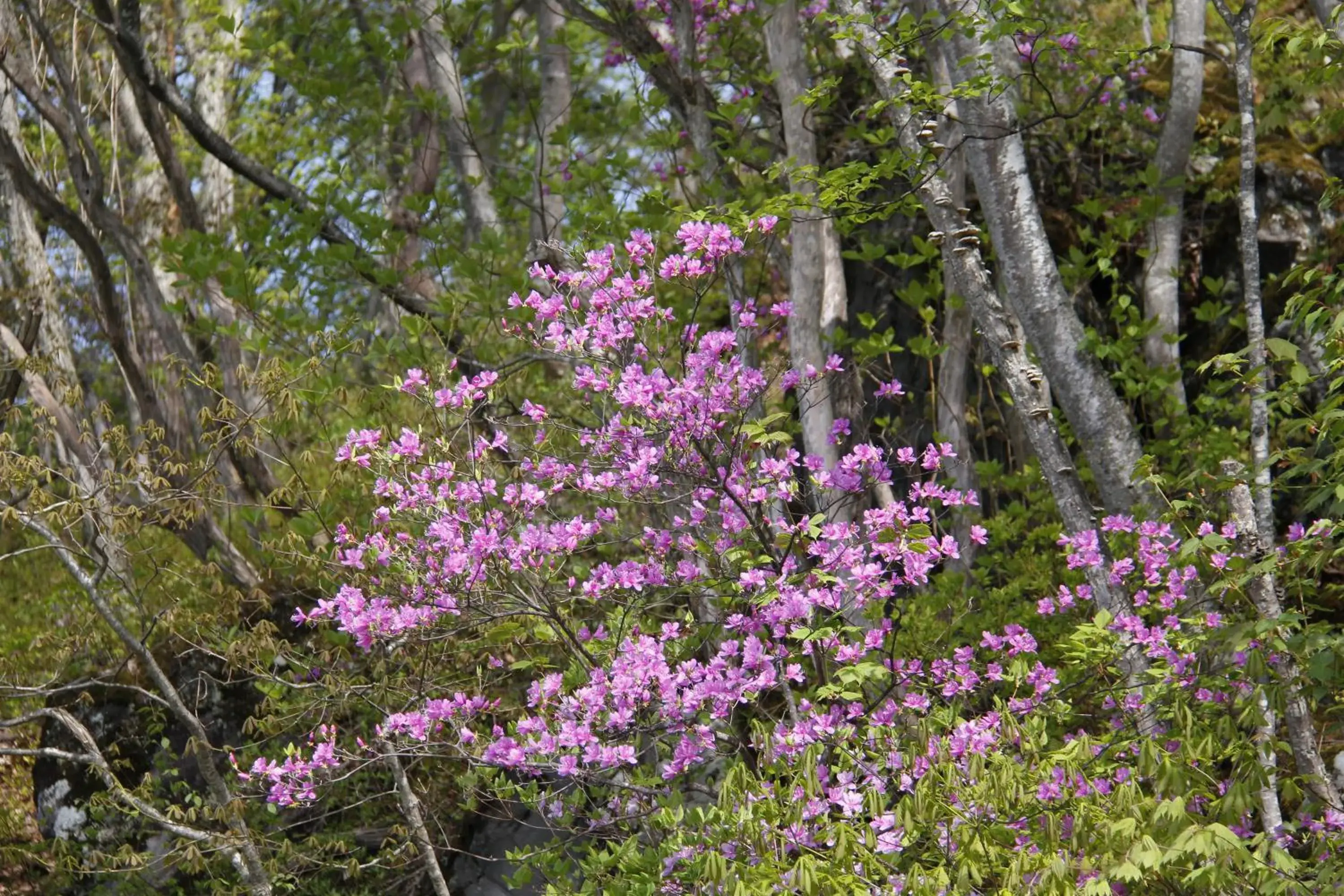 Natural landscape in Nozaru Hostel