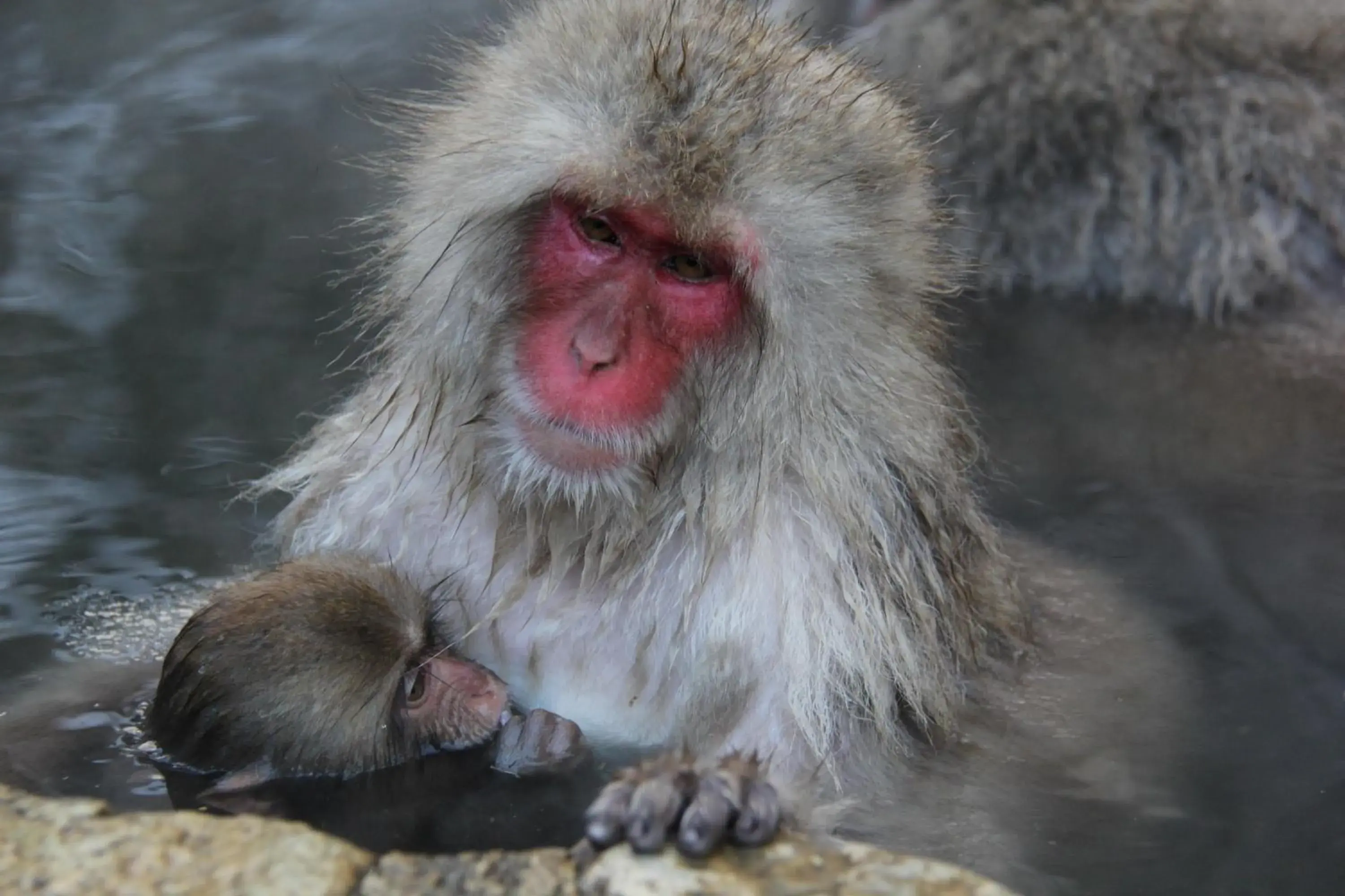 Animals, Other Animals in Nozaru Hostel