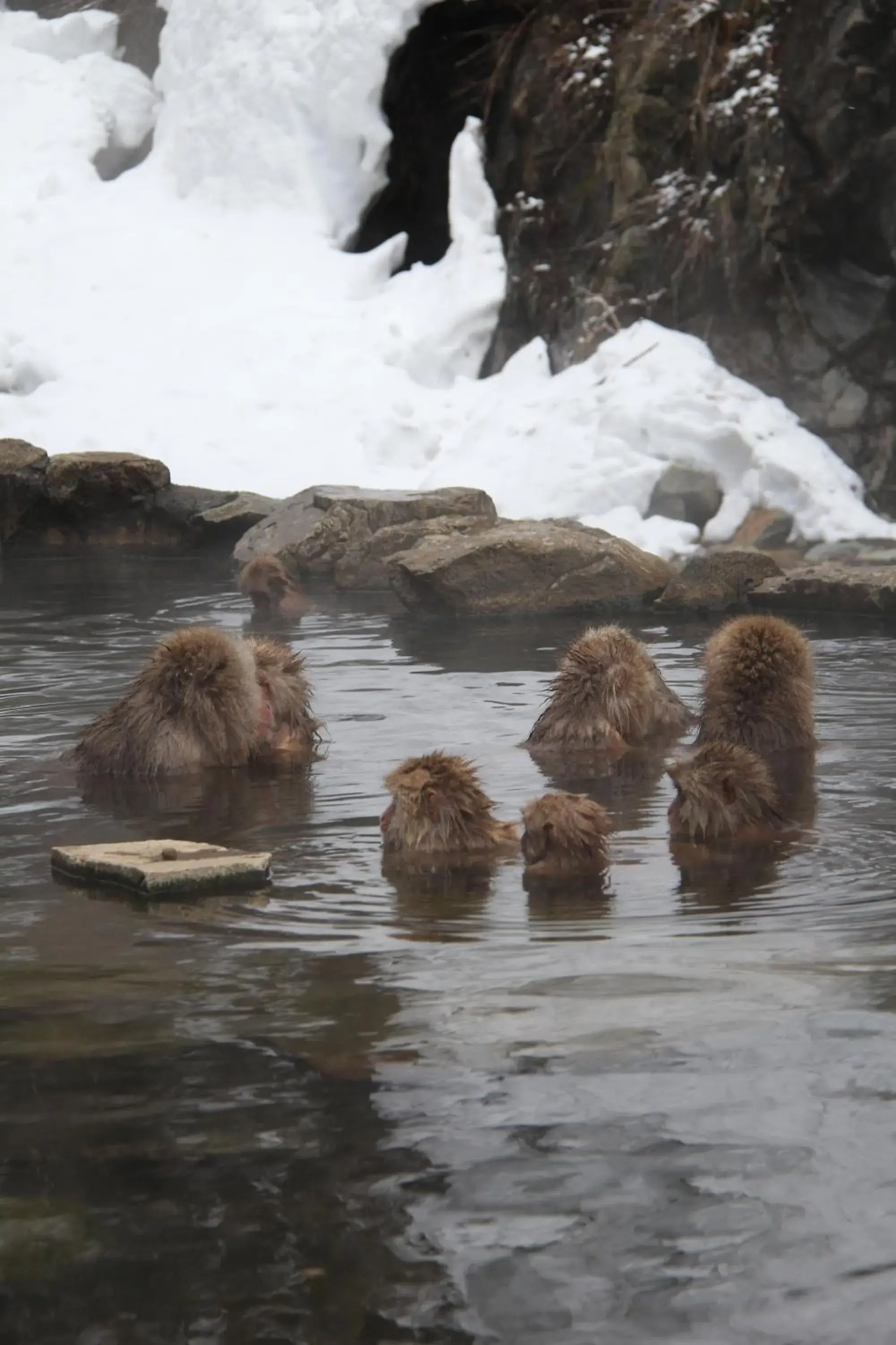 Animals, Winter in Nozaru Hostel