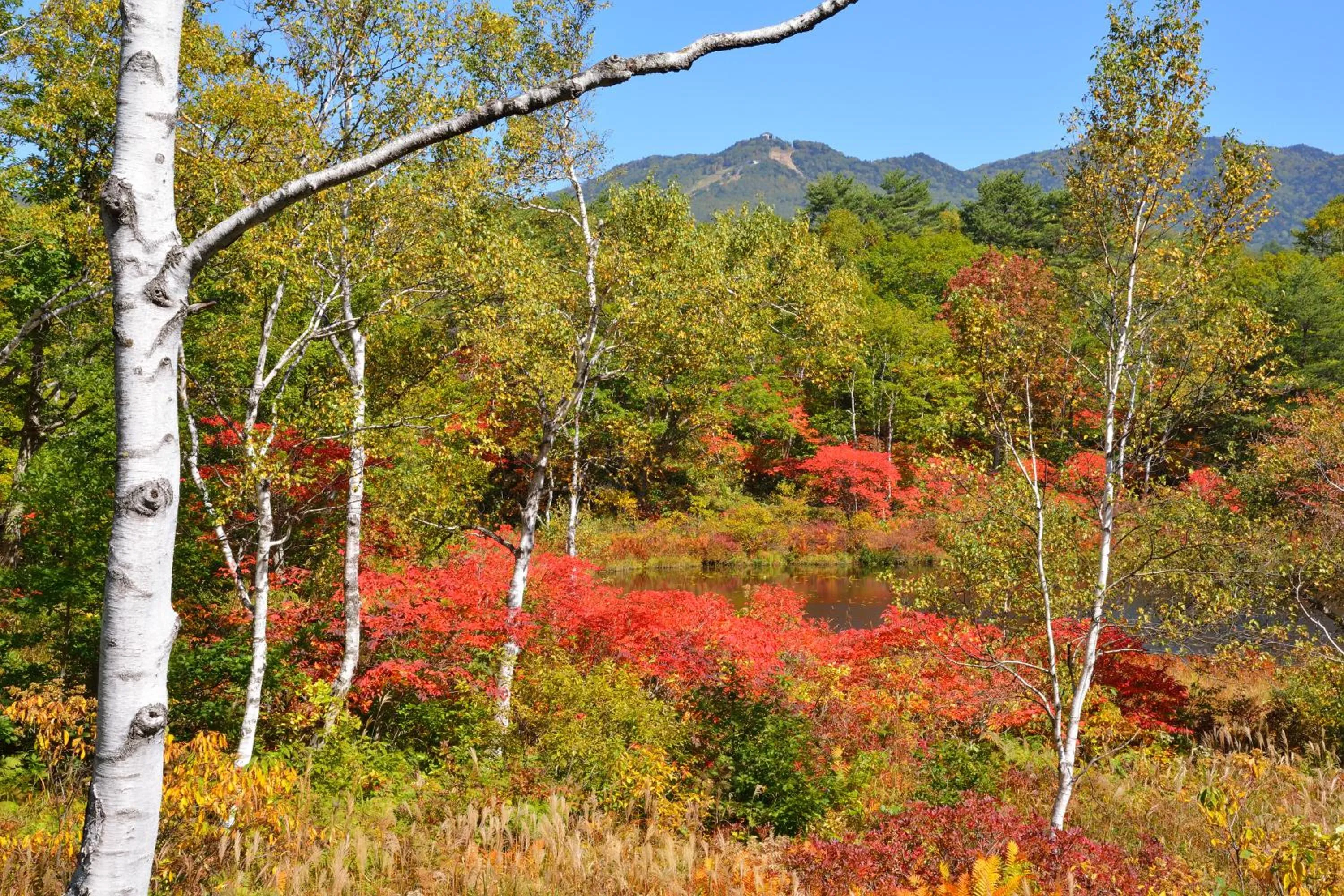 Natural landscape in NOZARU ONSEN HOSTEL