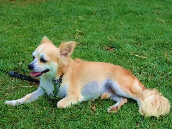 Pets in AJ Resort Island Ikeijima