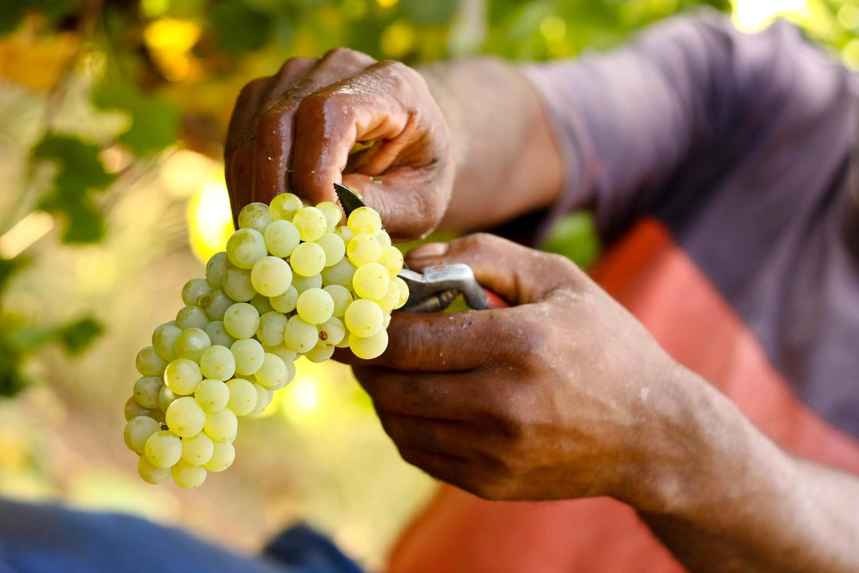 Staff in Orange Grove