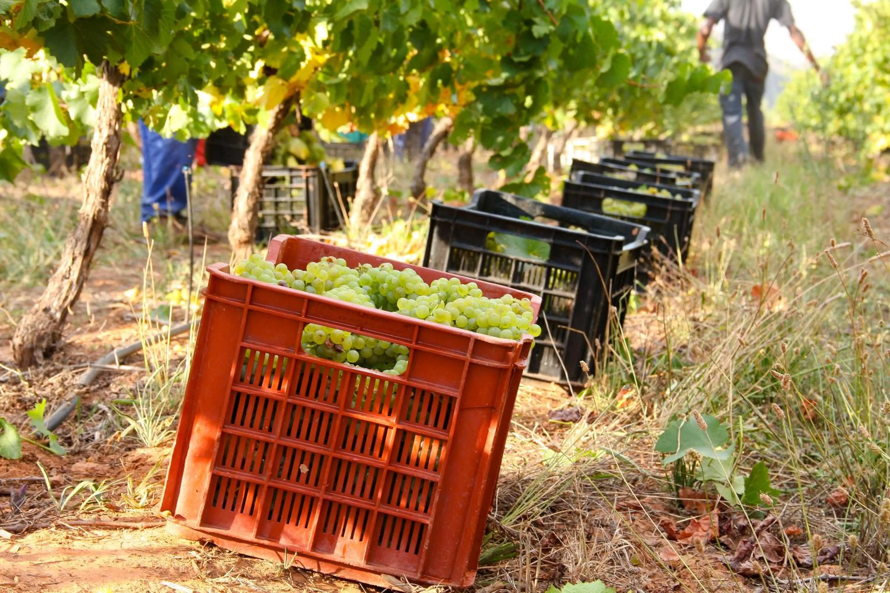 Staff in Orange Grove