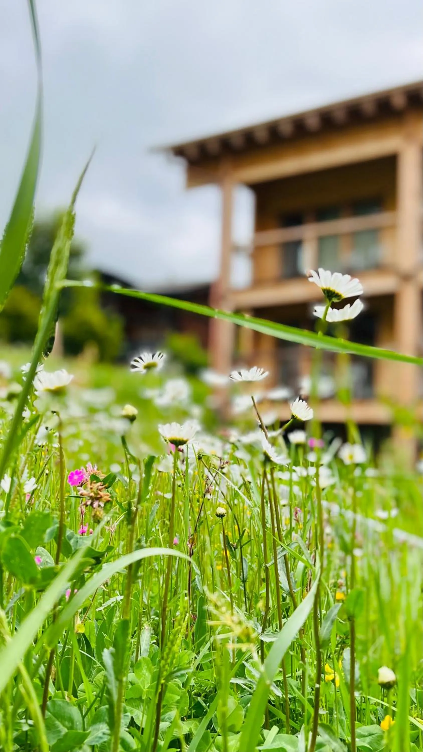 Garden in Berglodge Goms (Hotel)