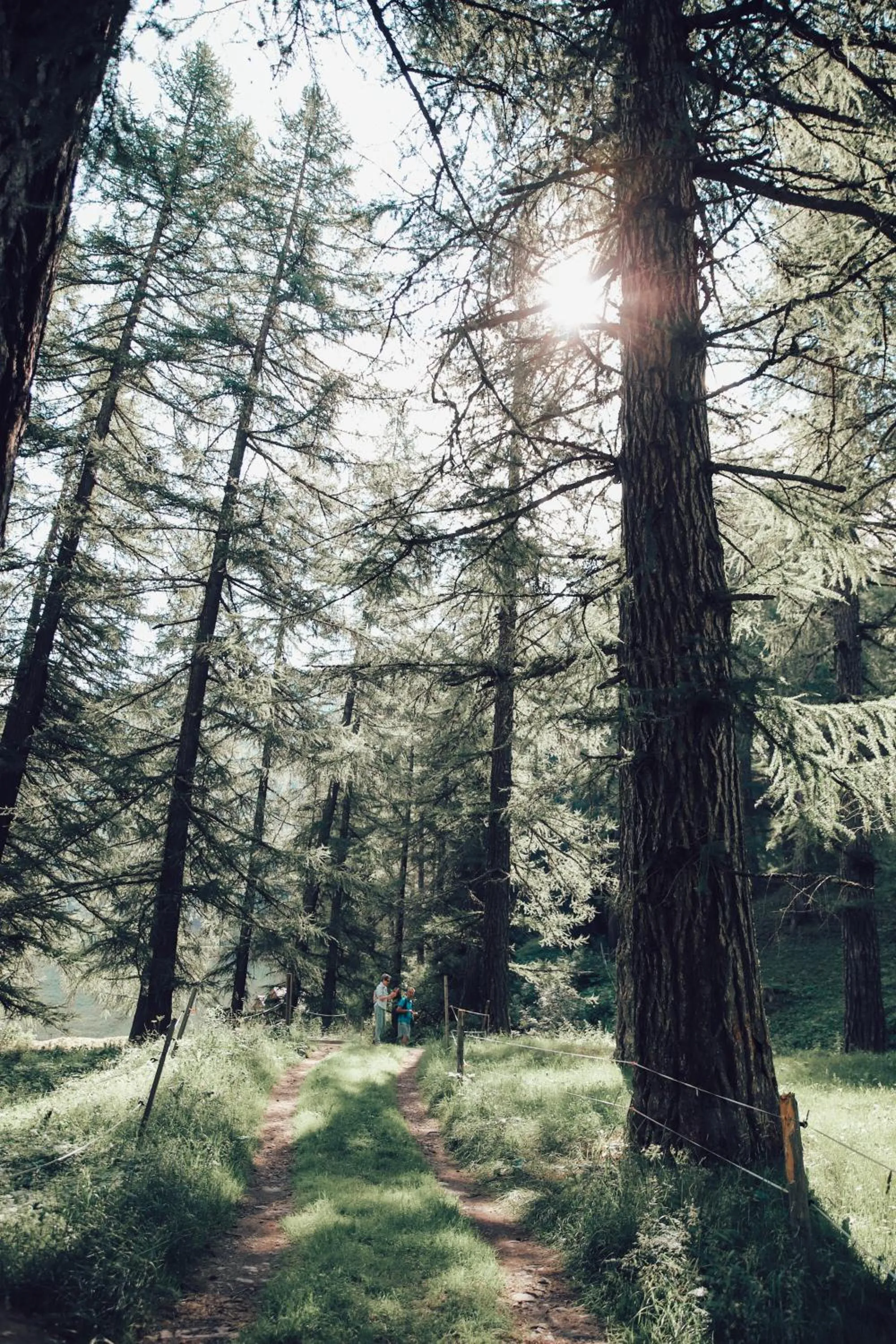 Summer in Berglodge Goms (Hotel)