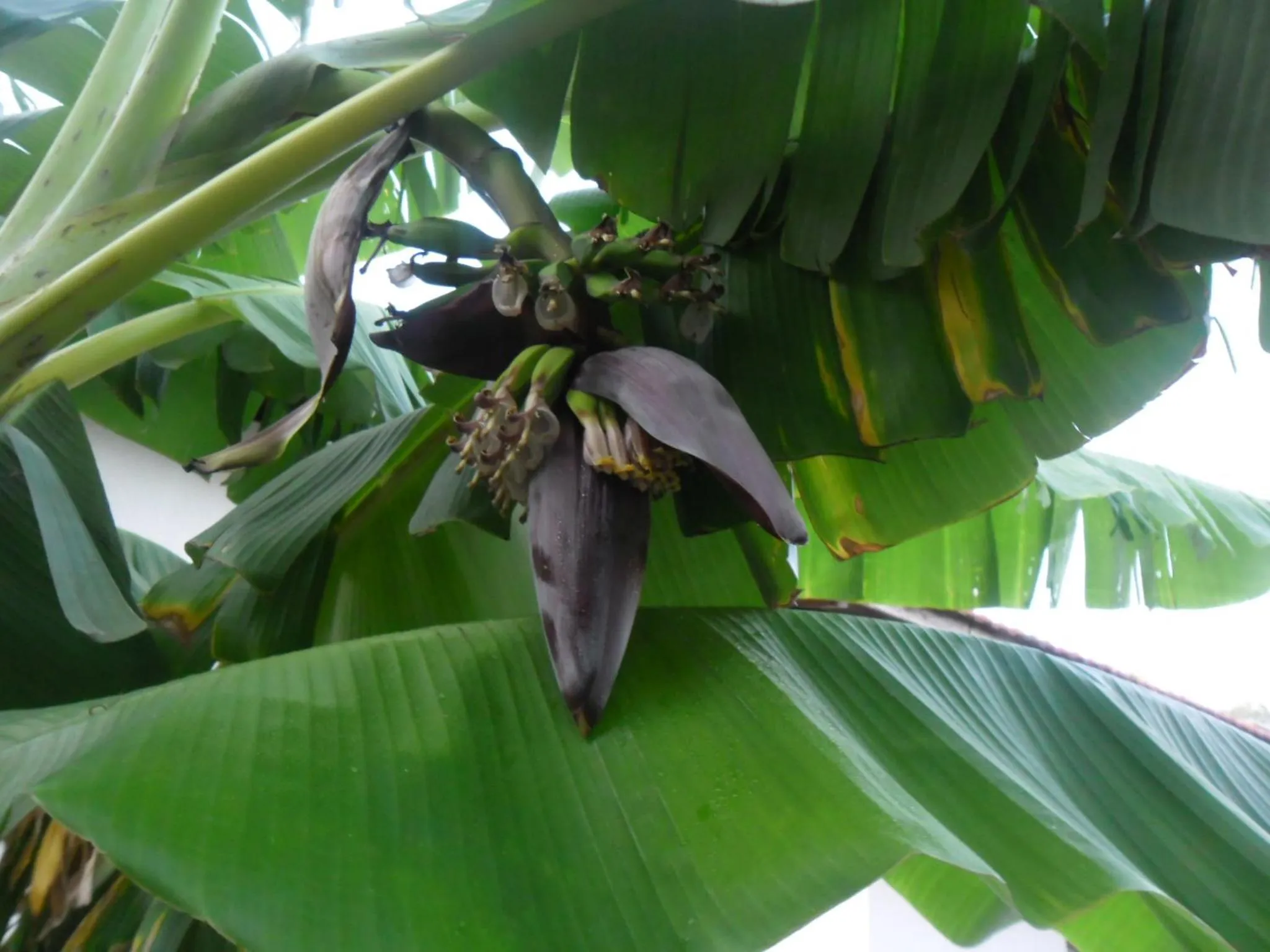 Property building in Çakir Bey Hotel