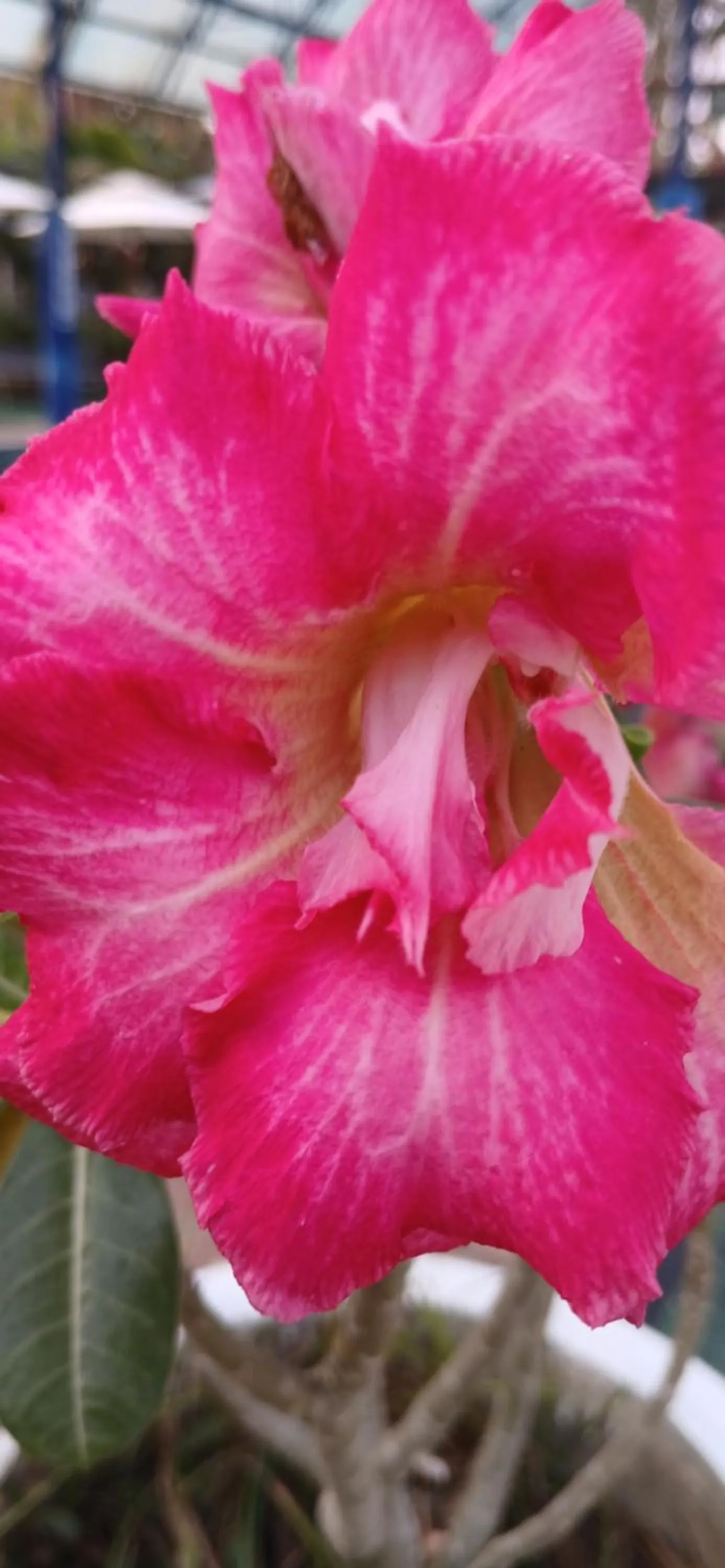 Thai Garden​ Resort​ Kanchanaburi​