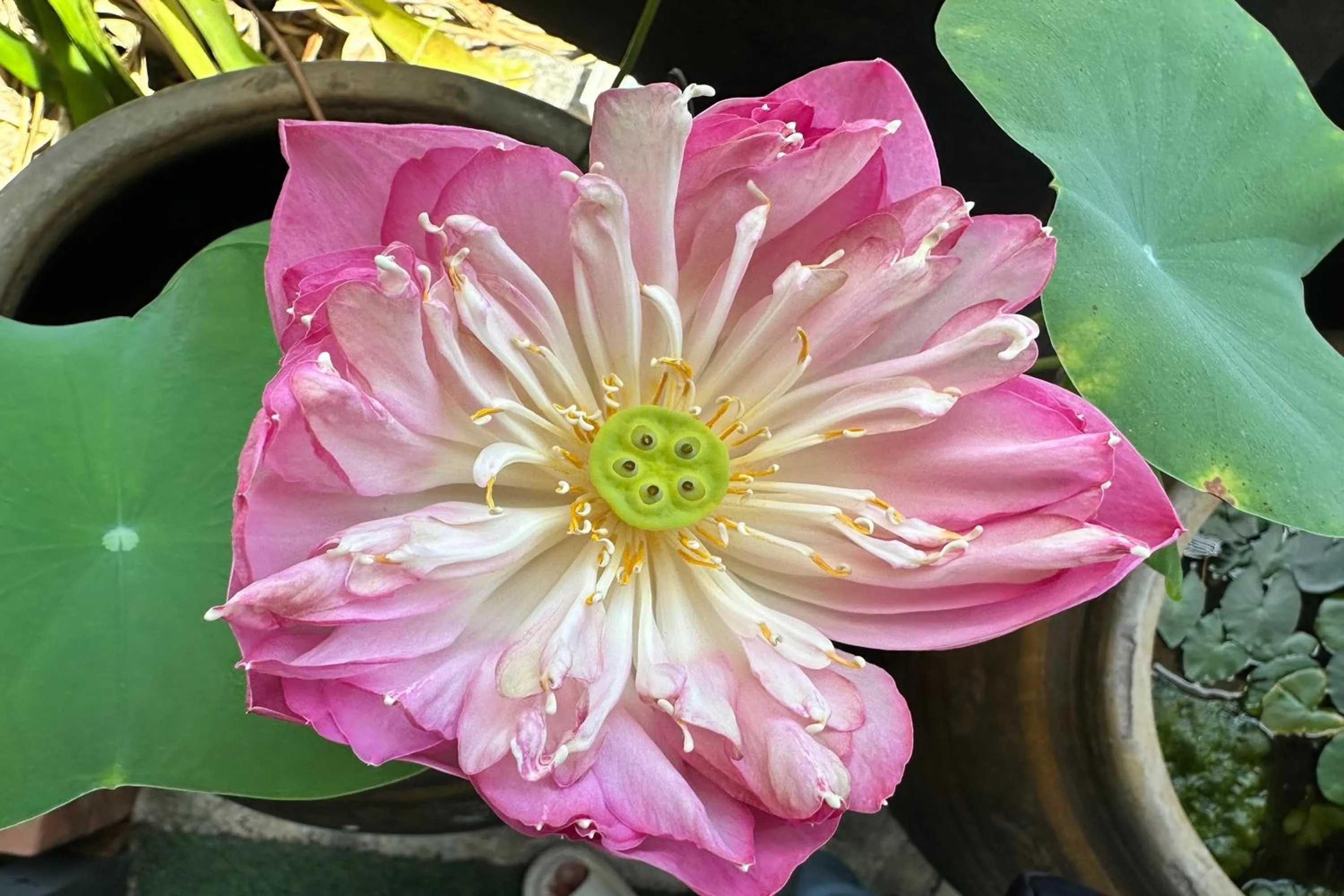 Garden in Choengmon Residence