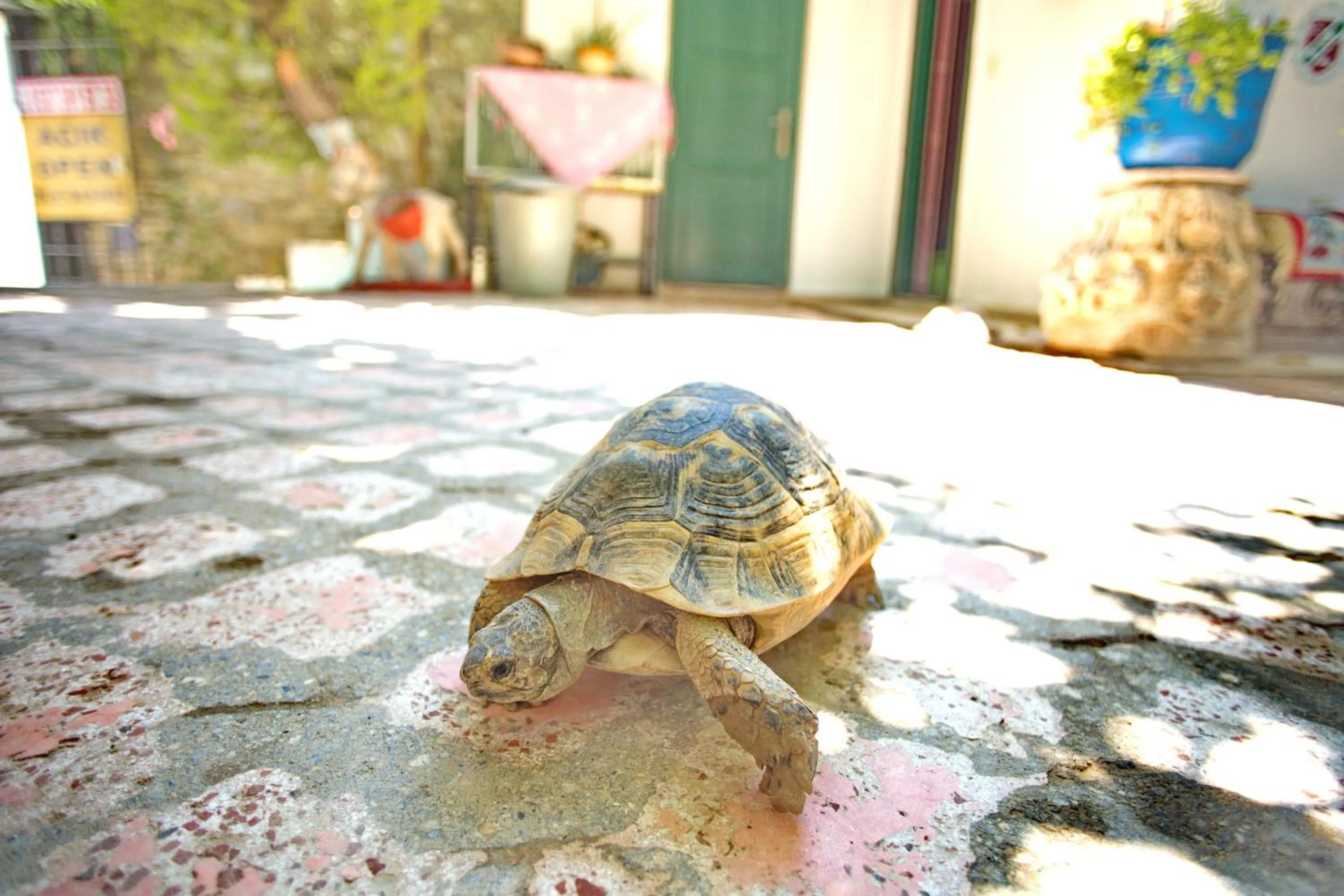 Pets in Garden Palace Boutique Hotel