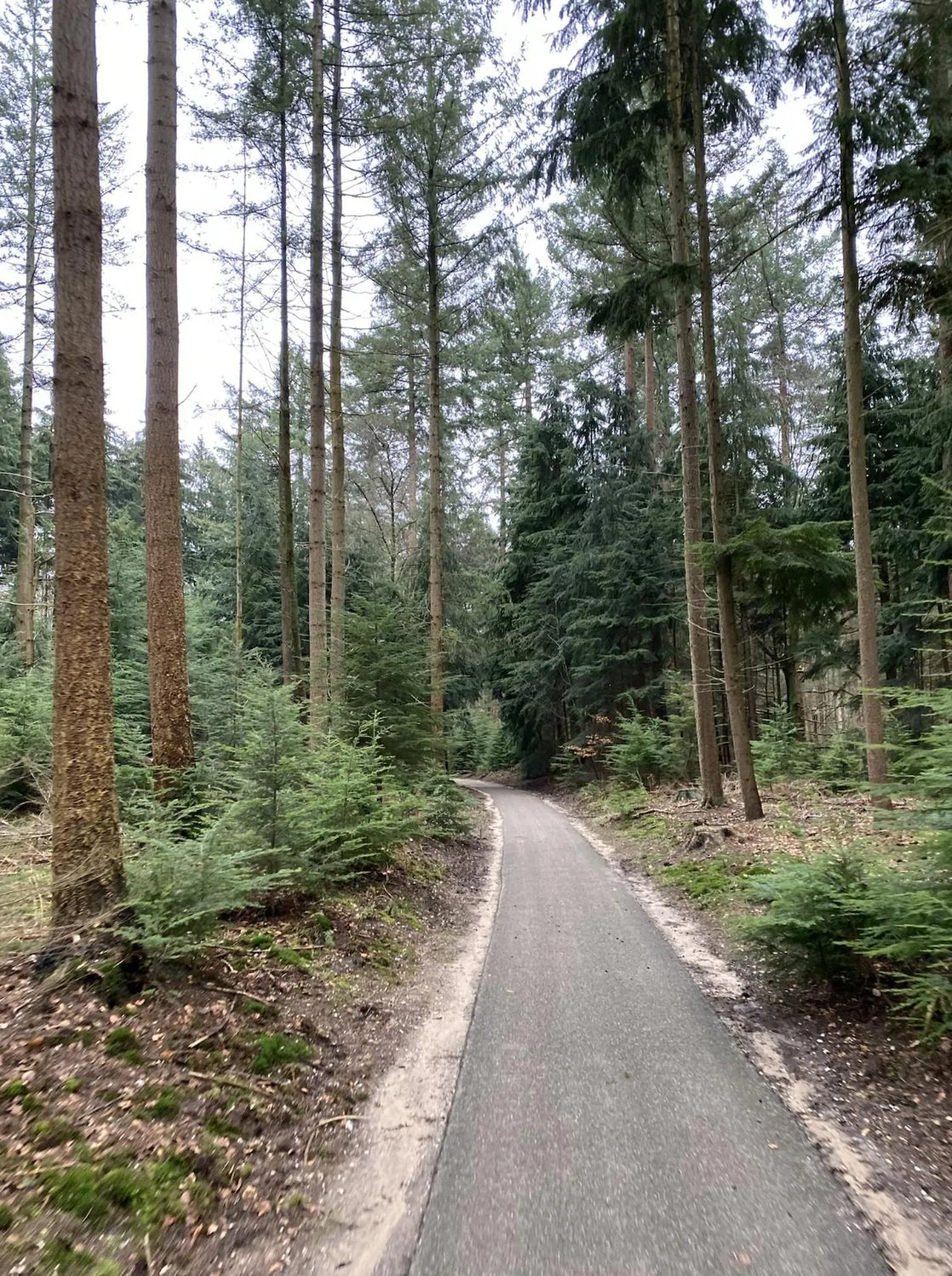 Natural landscape in Hotel De Werelt Garderen