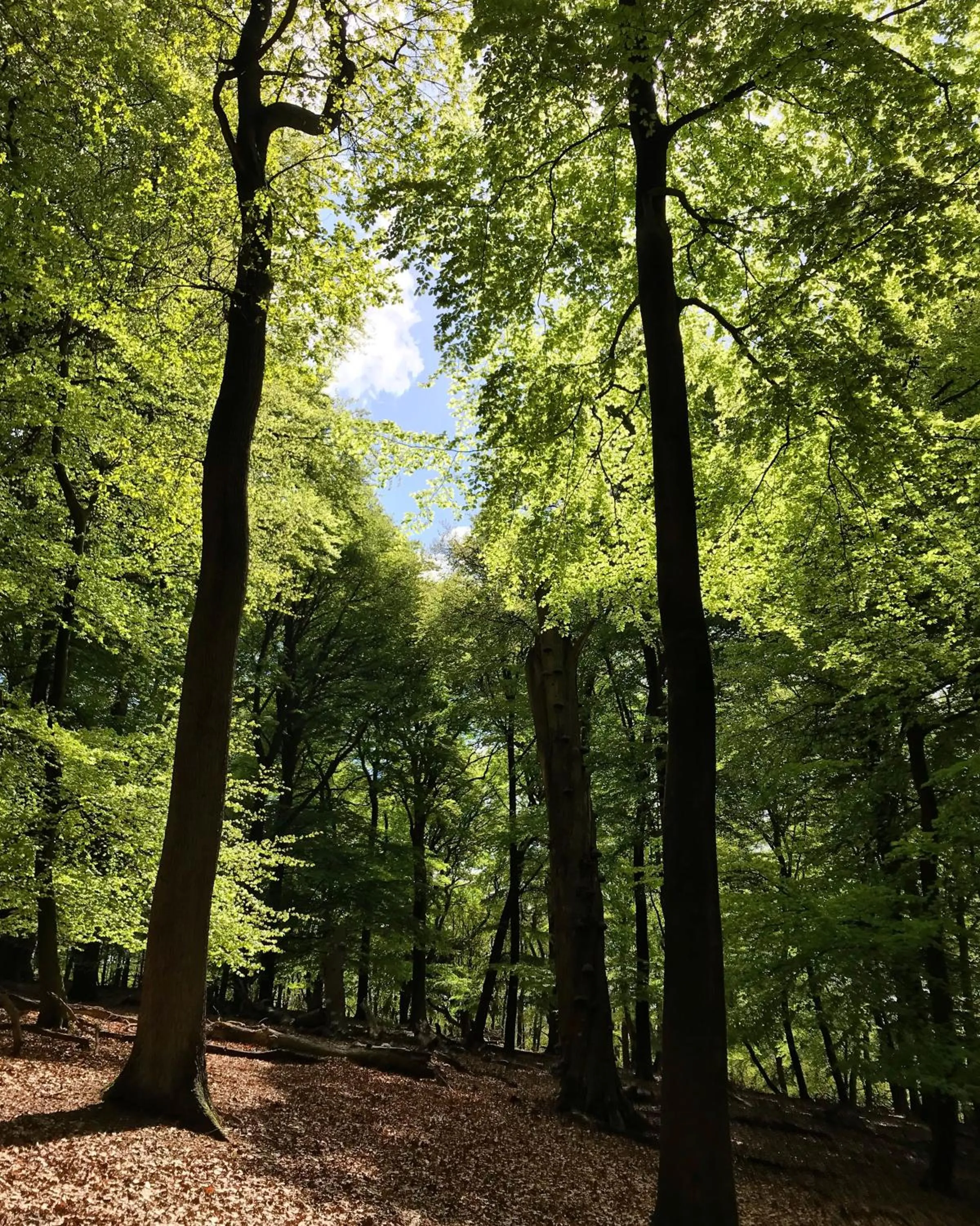 Area and facilities in Hotel De Werelt Garderen