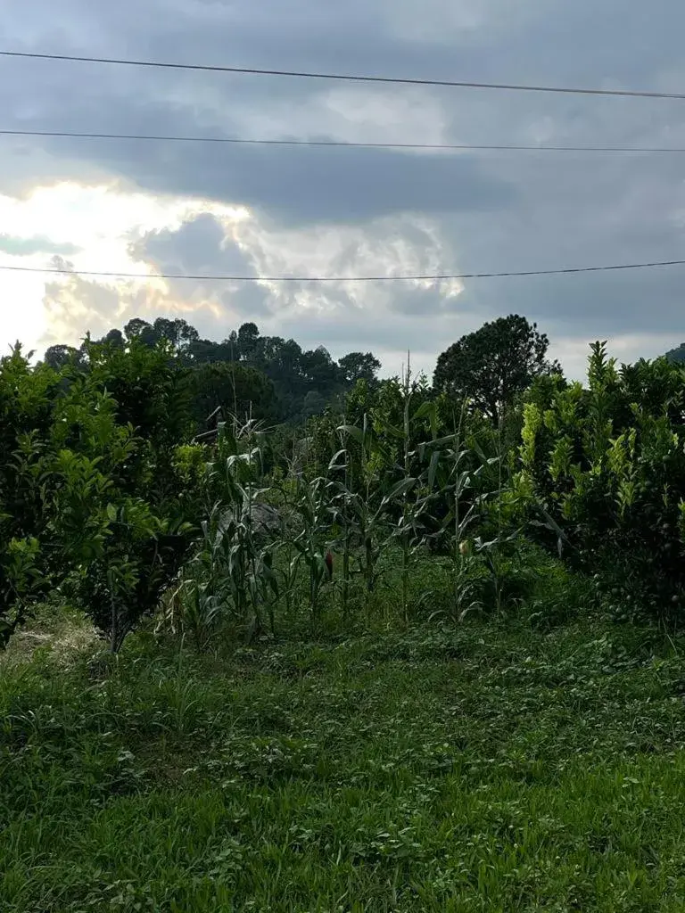 Day in Dhauladhar View Village Resort Day in Dhauladhar View Village Resort