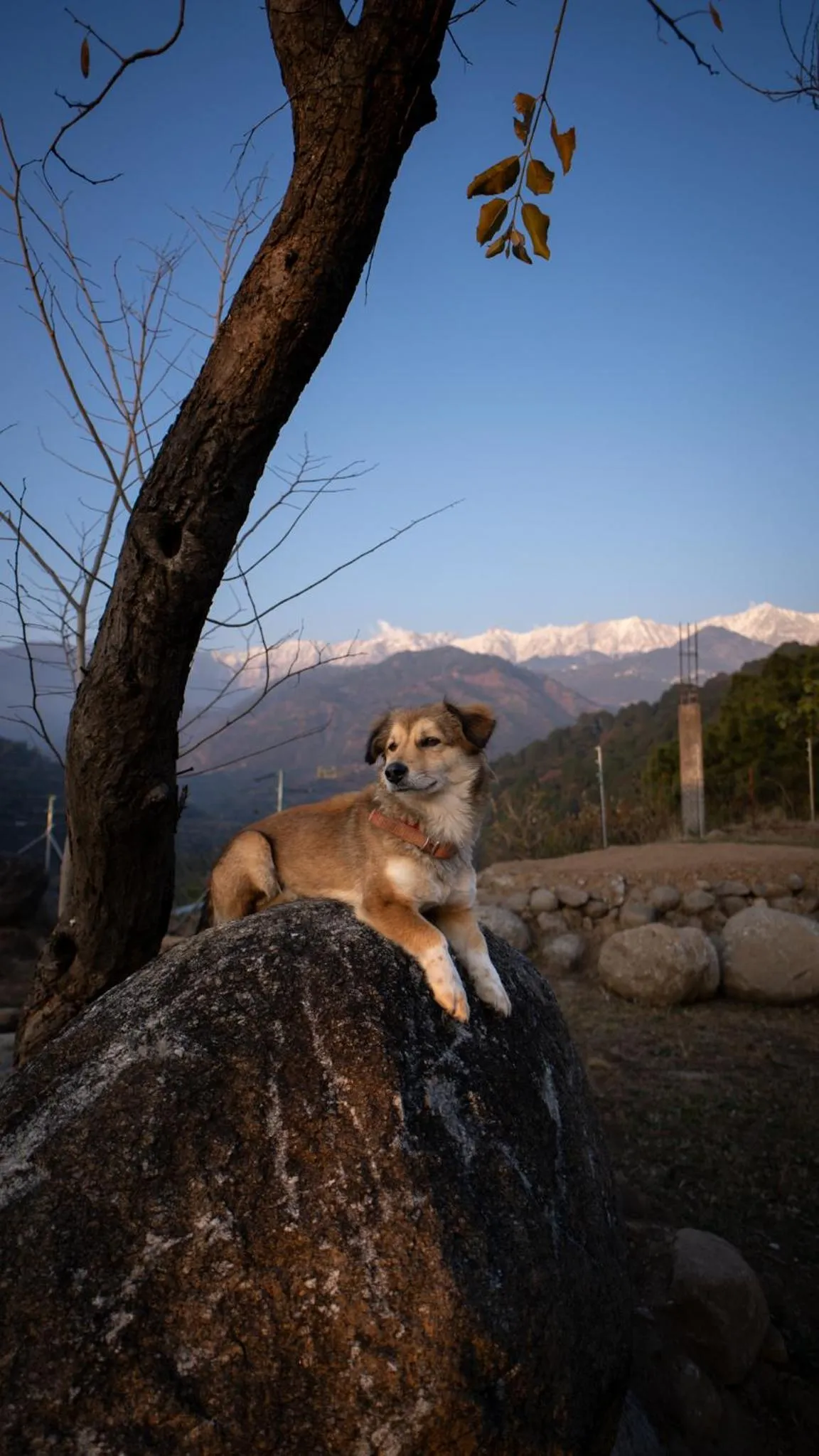 View (from property/room) in Dhauladhar View Village Resort