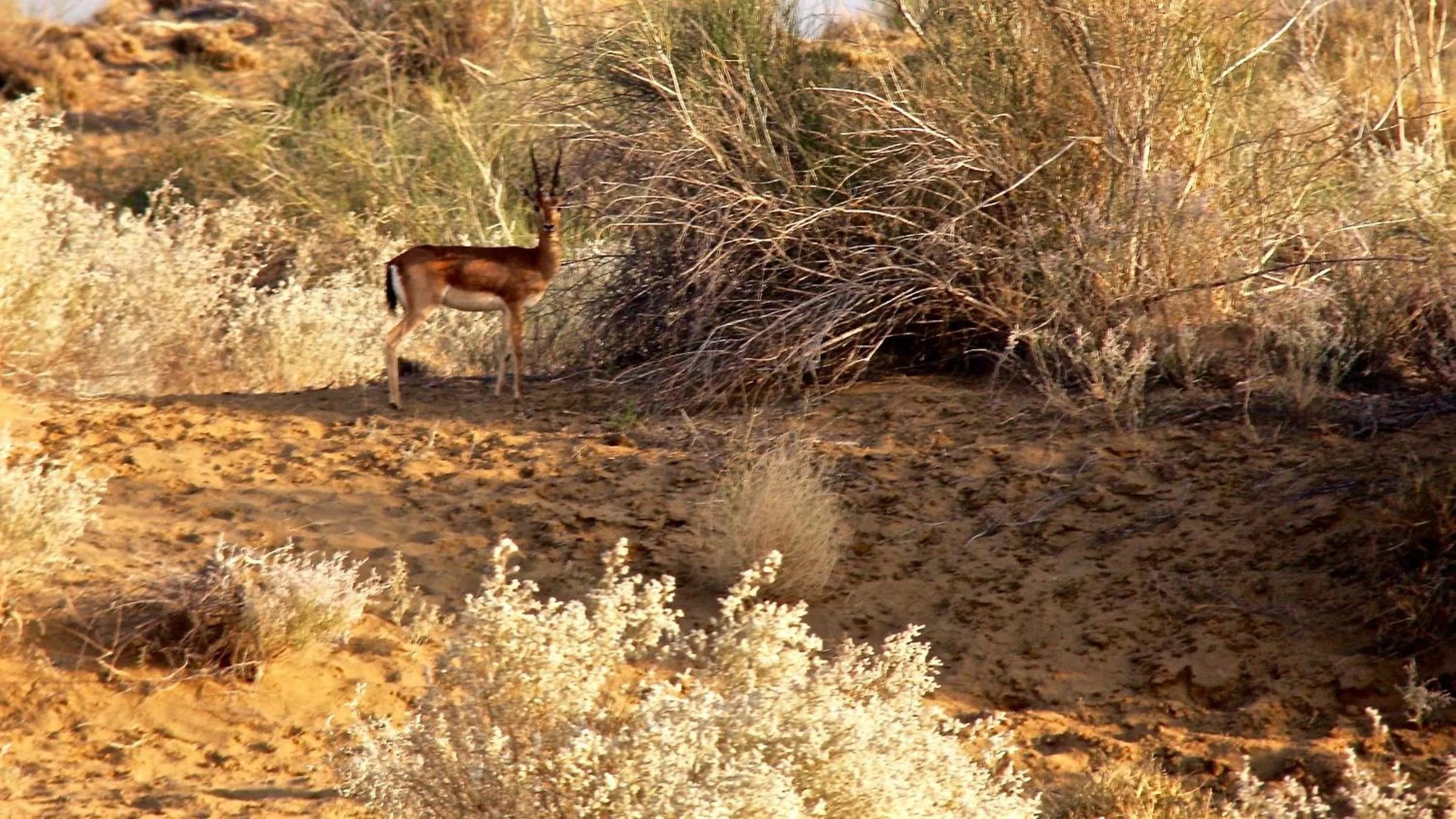 Day in Damodra Desert Camp