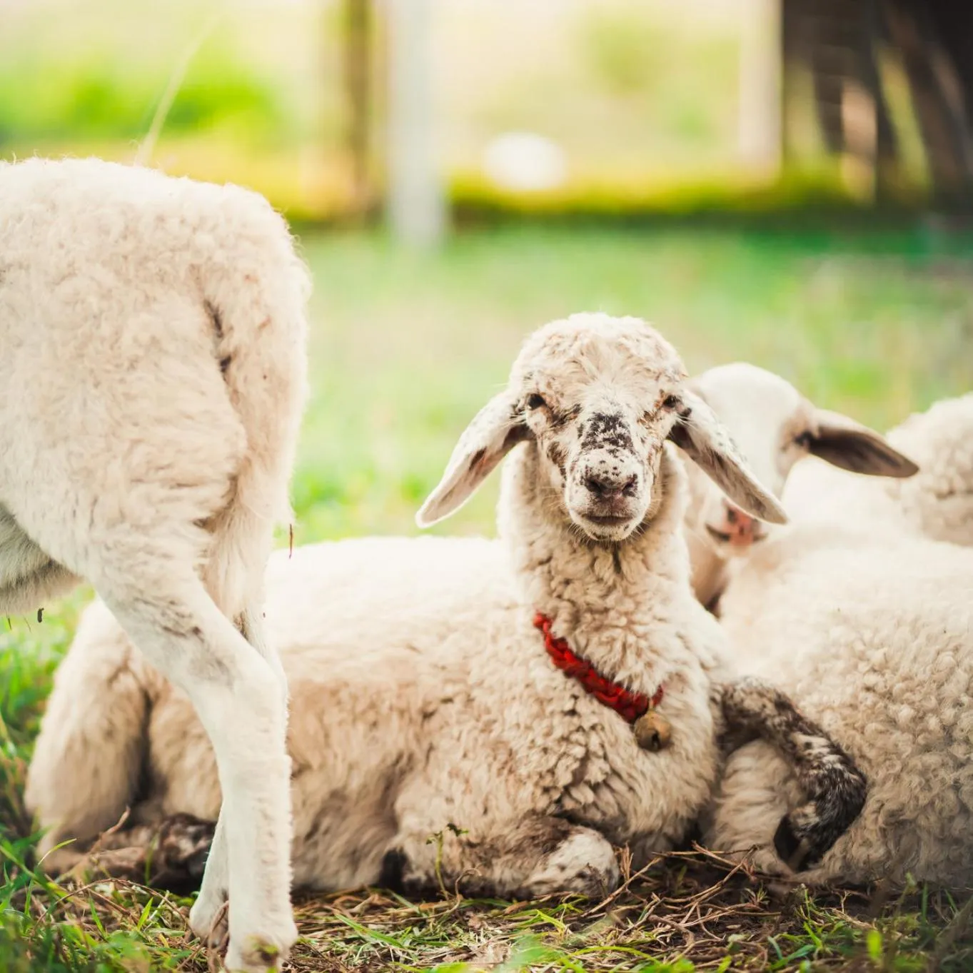 Anika boutique - อัณณิกา บูทีค