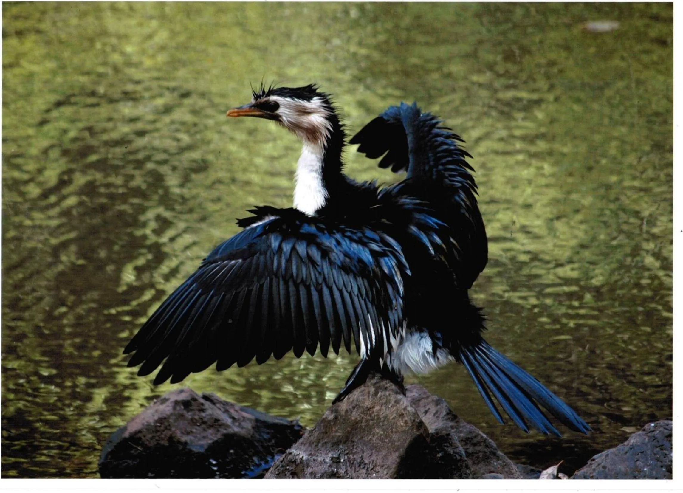 Animals in Kondalilla Eco Resort