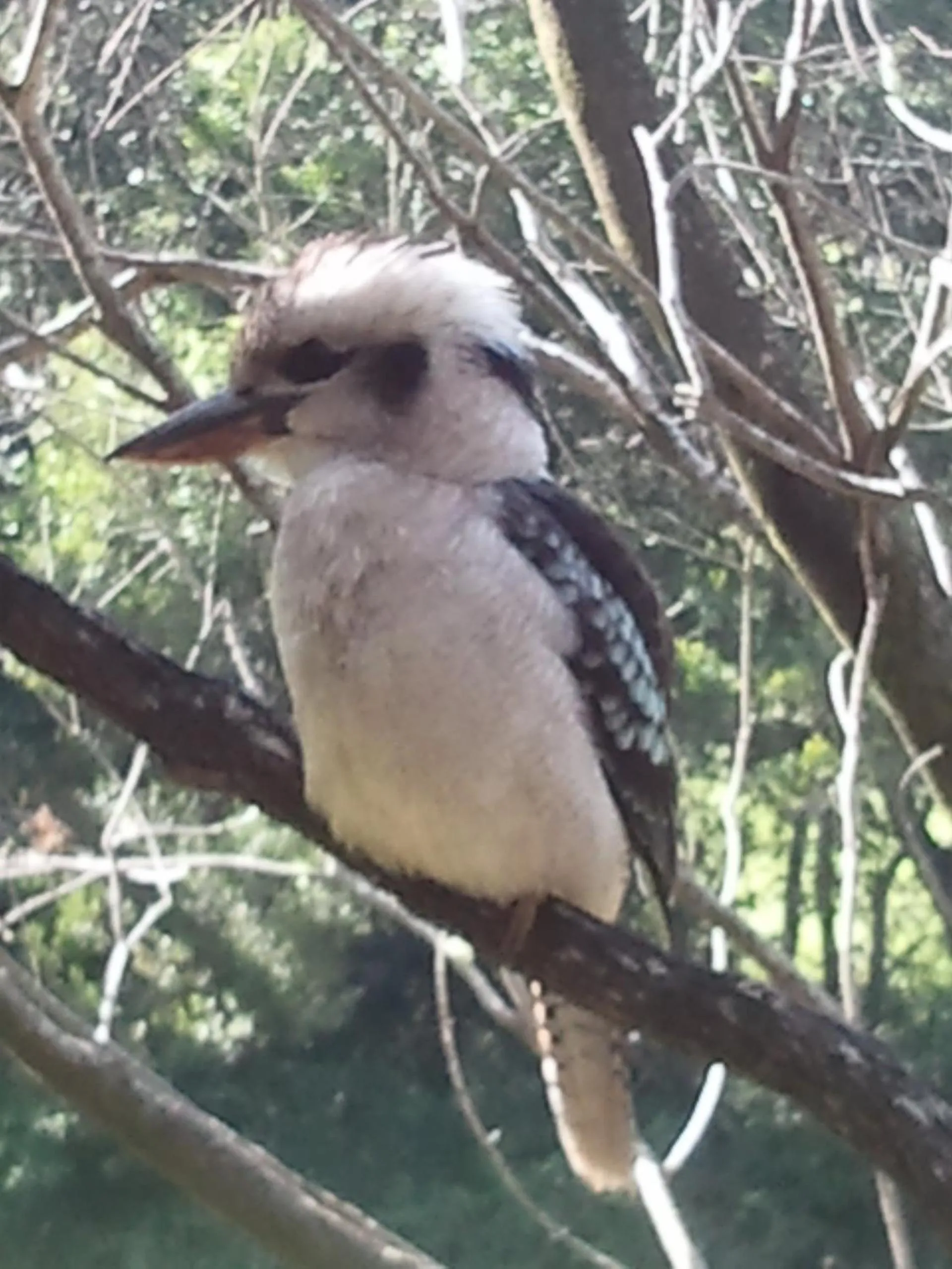 Animals in Kondalilla Eco Resort