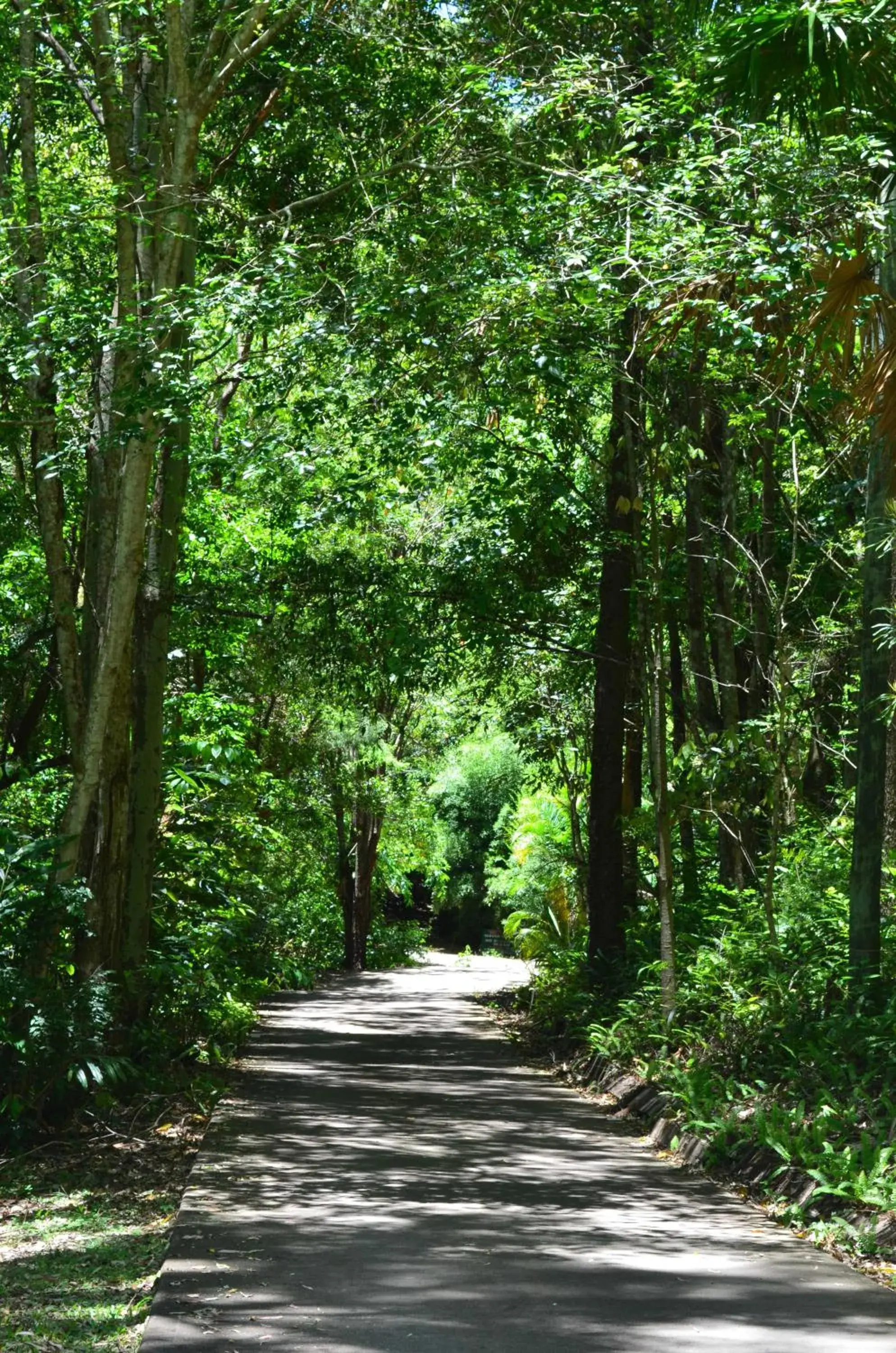 Natural landscape in Kondalilla Eco Resort Natural landscape in Kondalilla Eco Resort