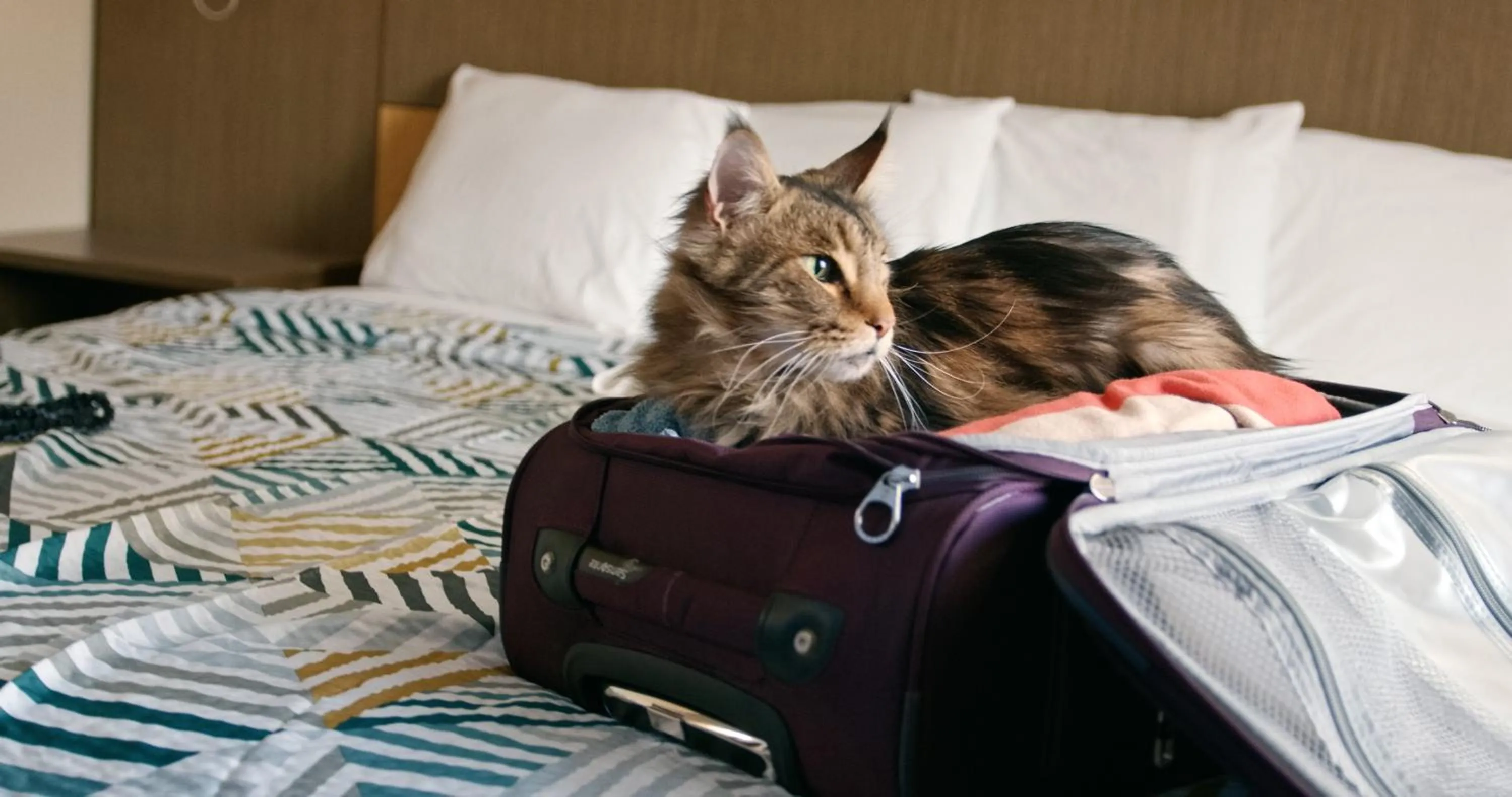 pet friendly in OYO Hotel Richburg SC I-77