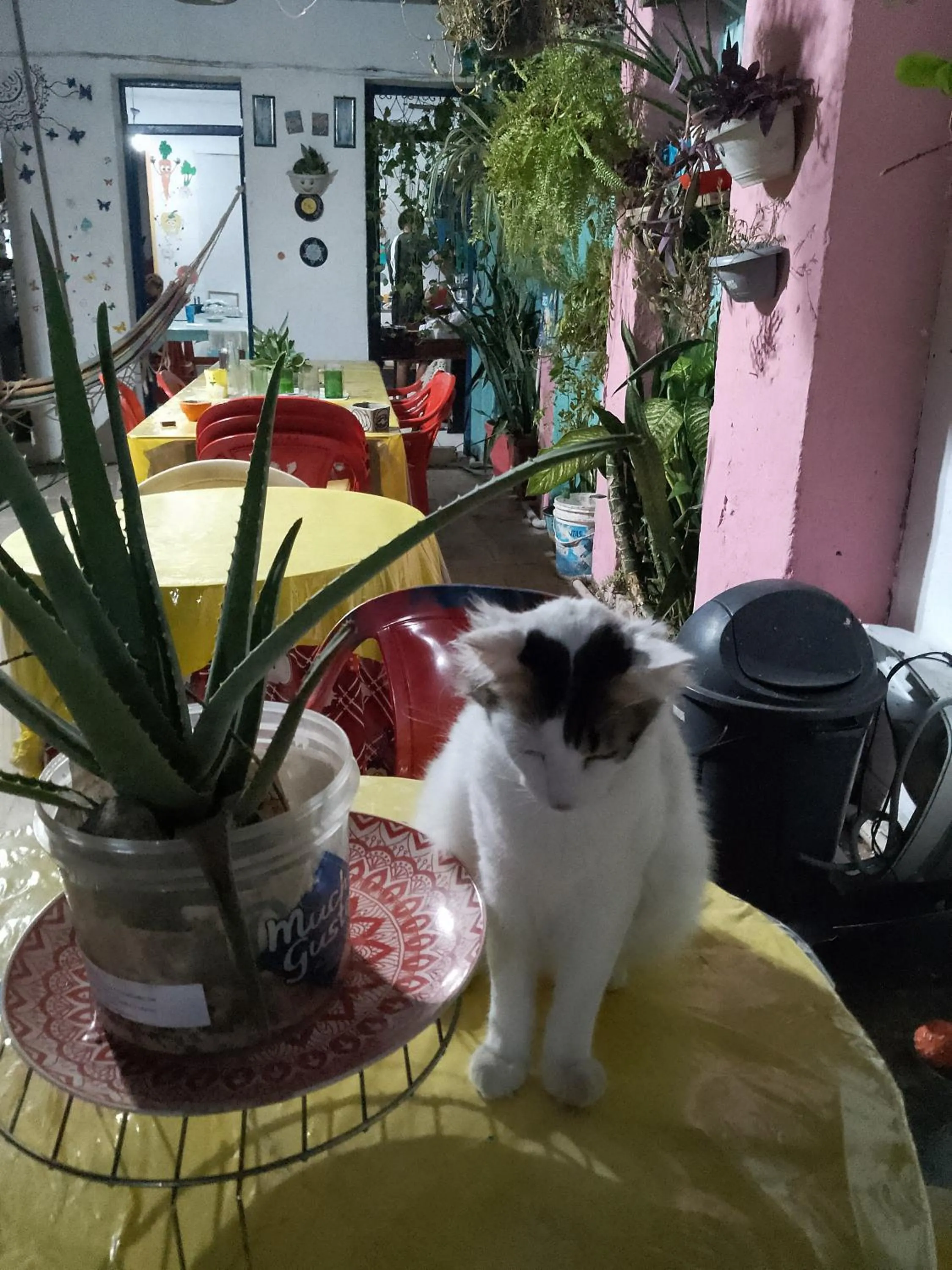 Pets in Hostel Torre Bahia