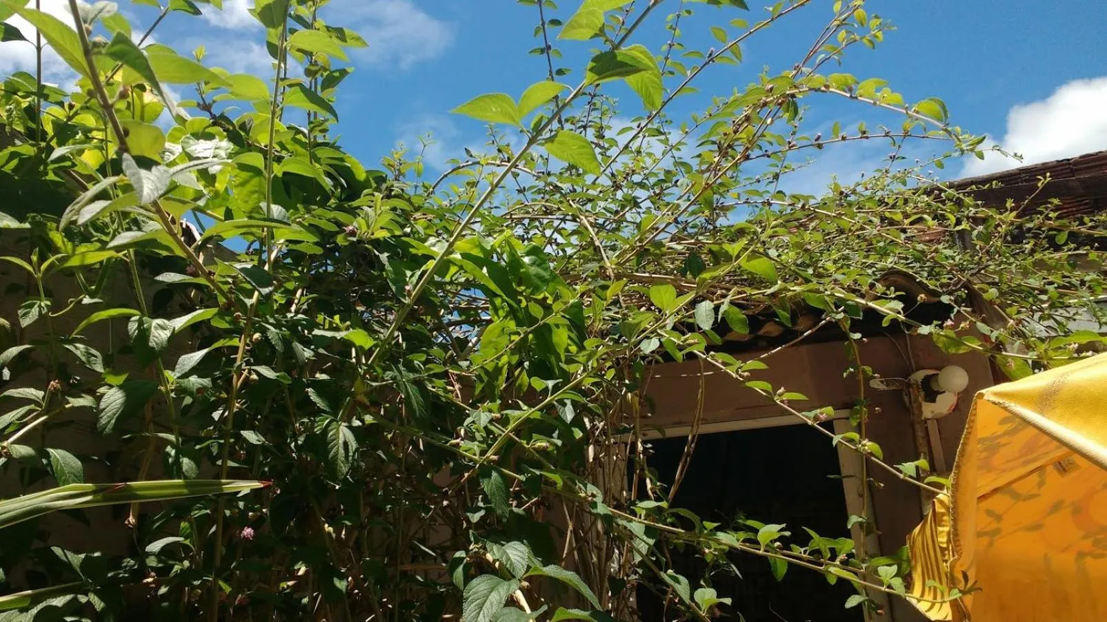 Spring in Hostel Torre Bahia