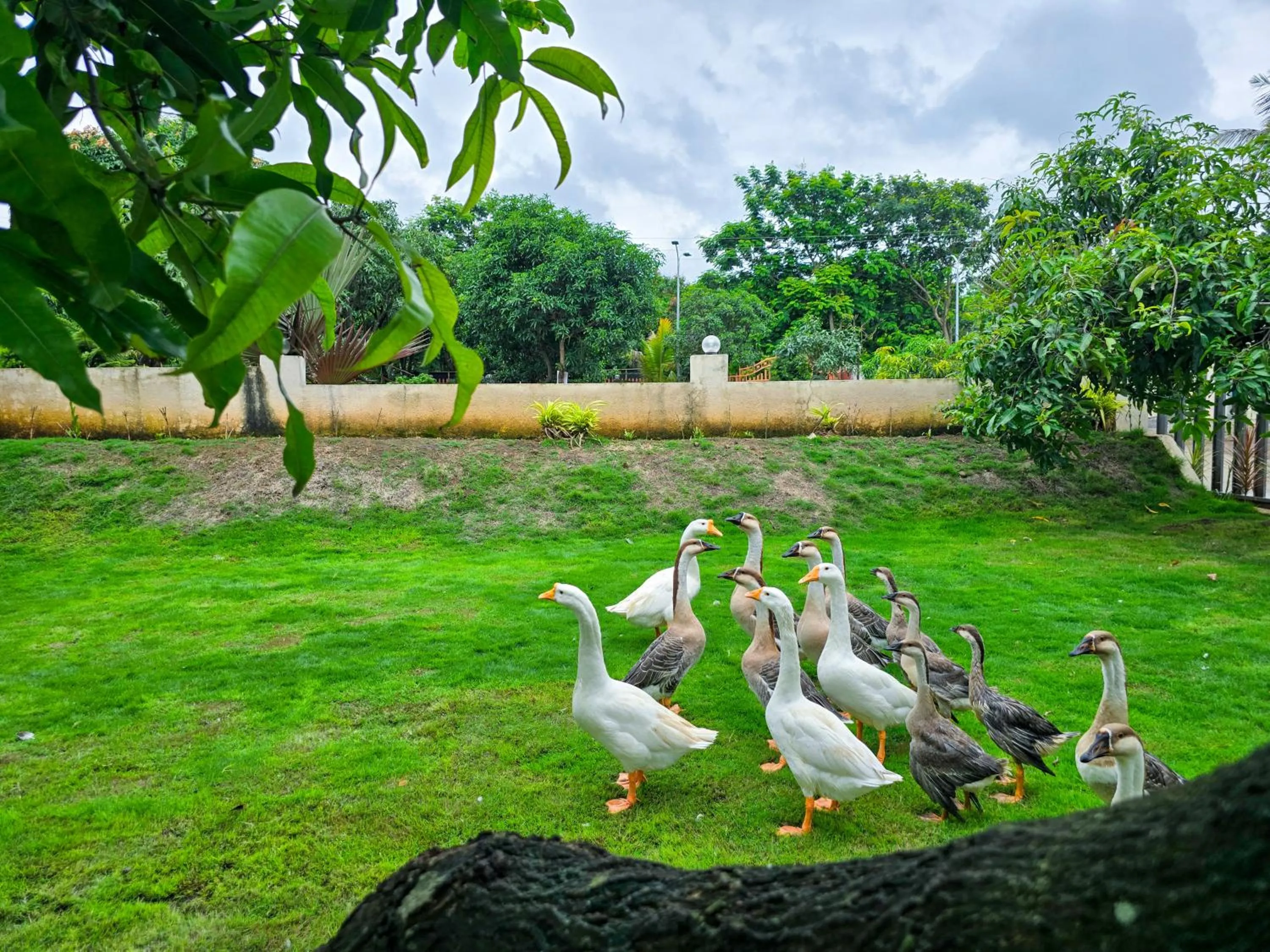 Freesia Resort by Express Inn