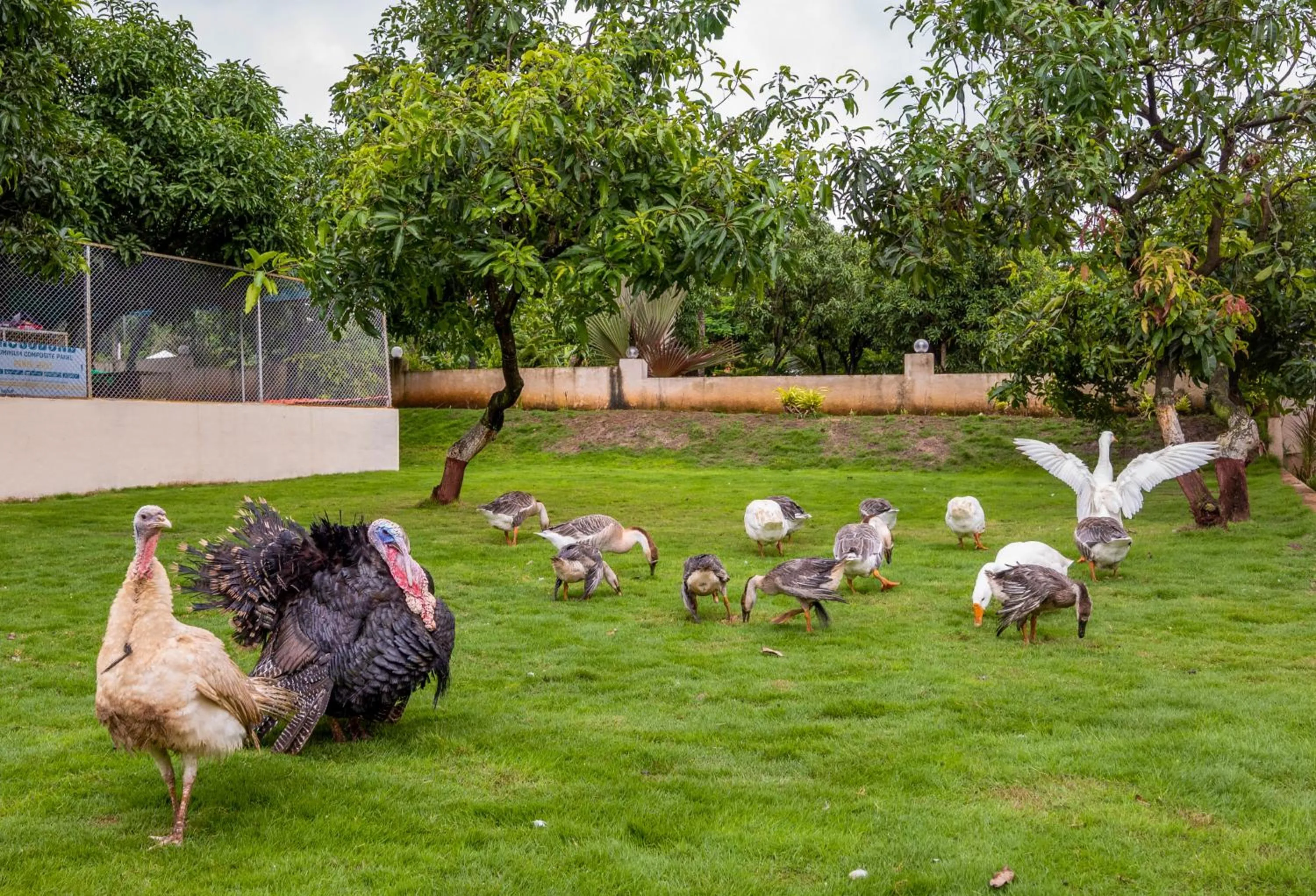 Freesia Resort by Express Inn