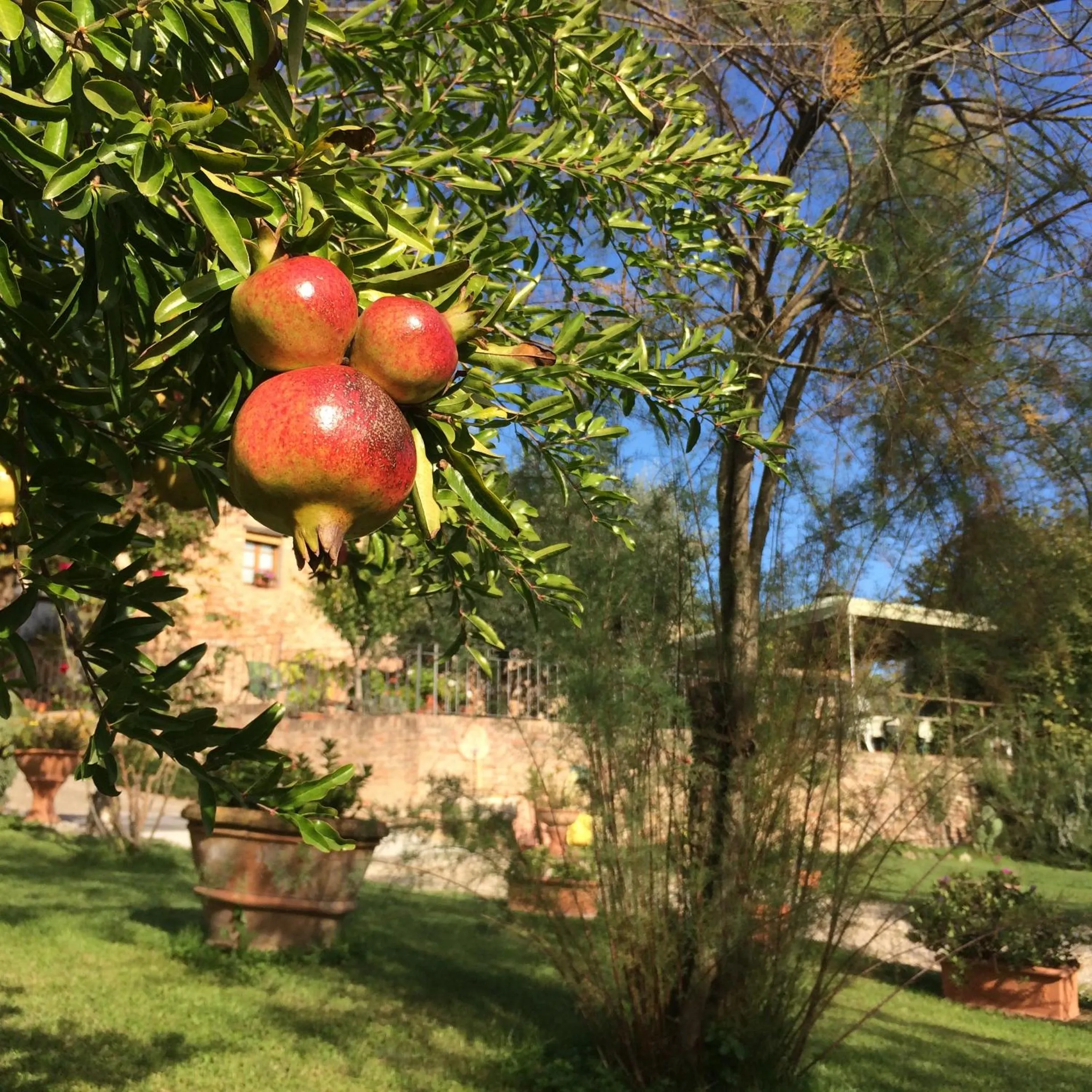 Garden in Podere Il Pero