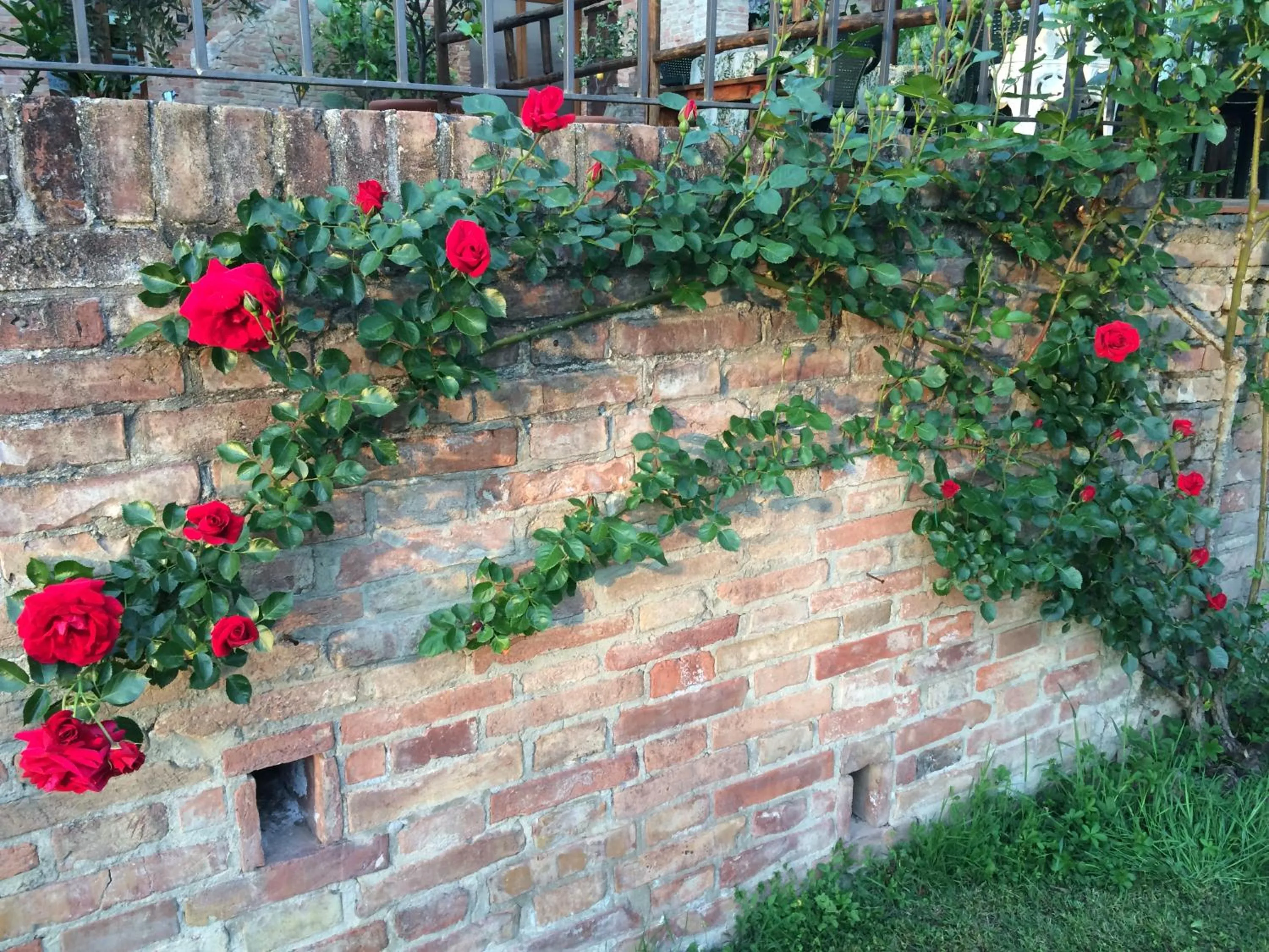 Spring in Podere Il Pero