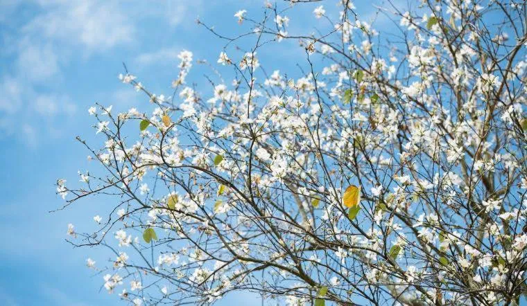 Happy House Moc Chau