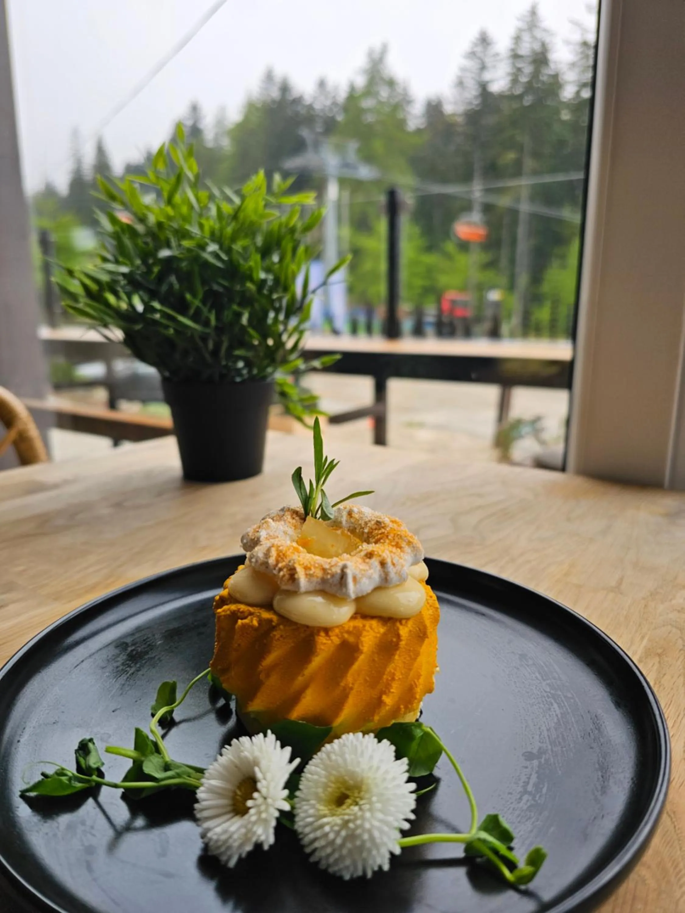 Safir przy samym WYCIĄGU