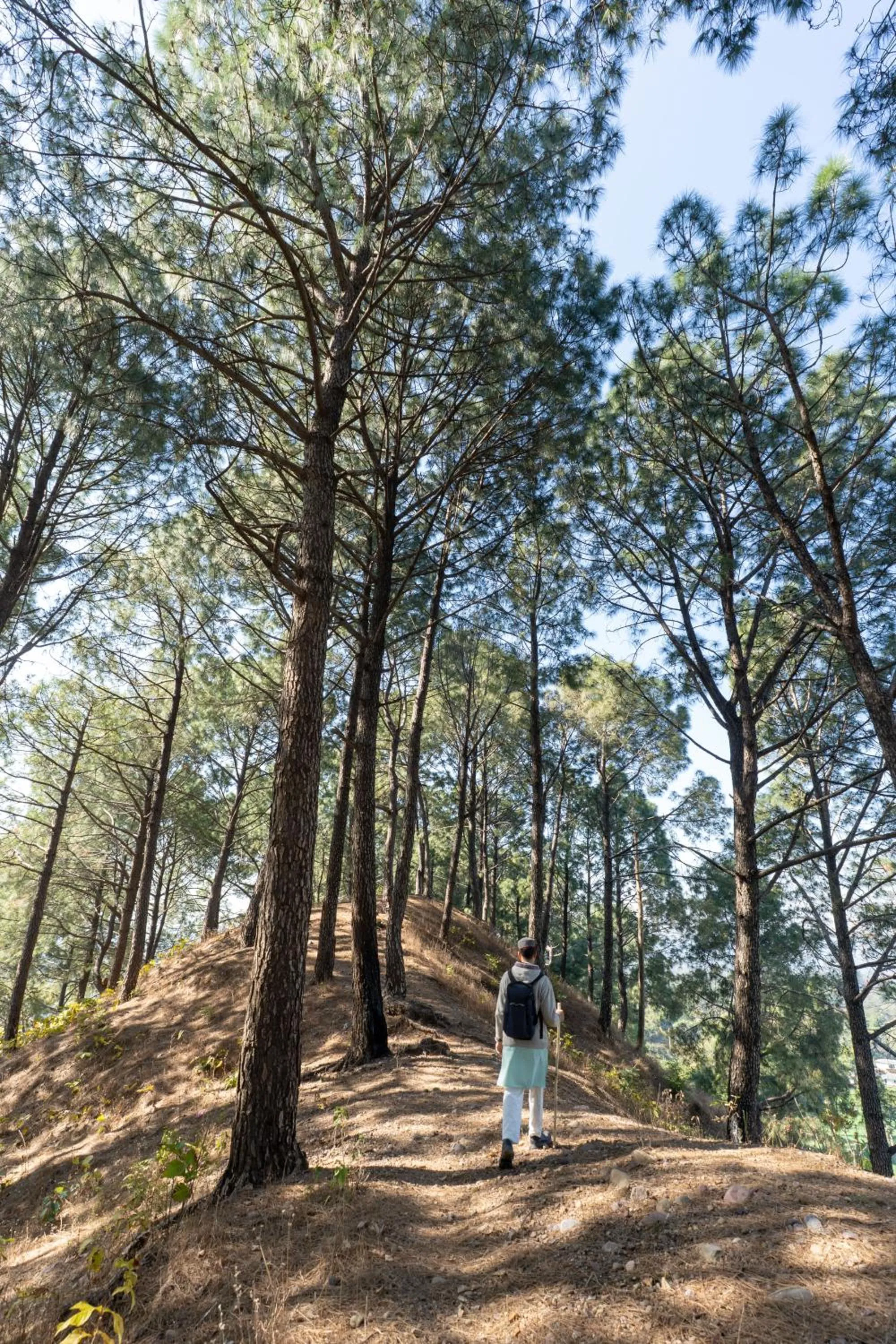 Activities in Tree of Life Birdsong Chalets , Dharamshala