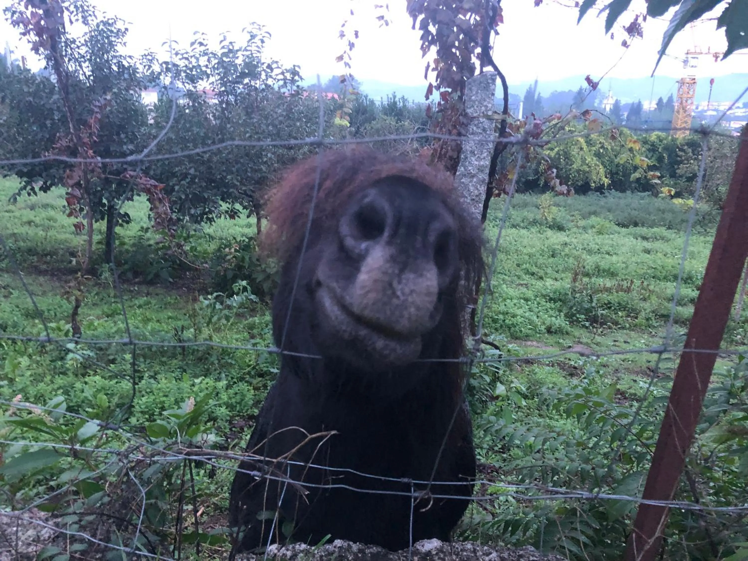 Animals in Hotel Quinta da Tulha By VimaHotels