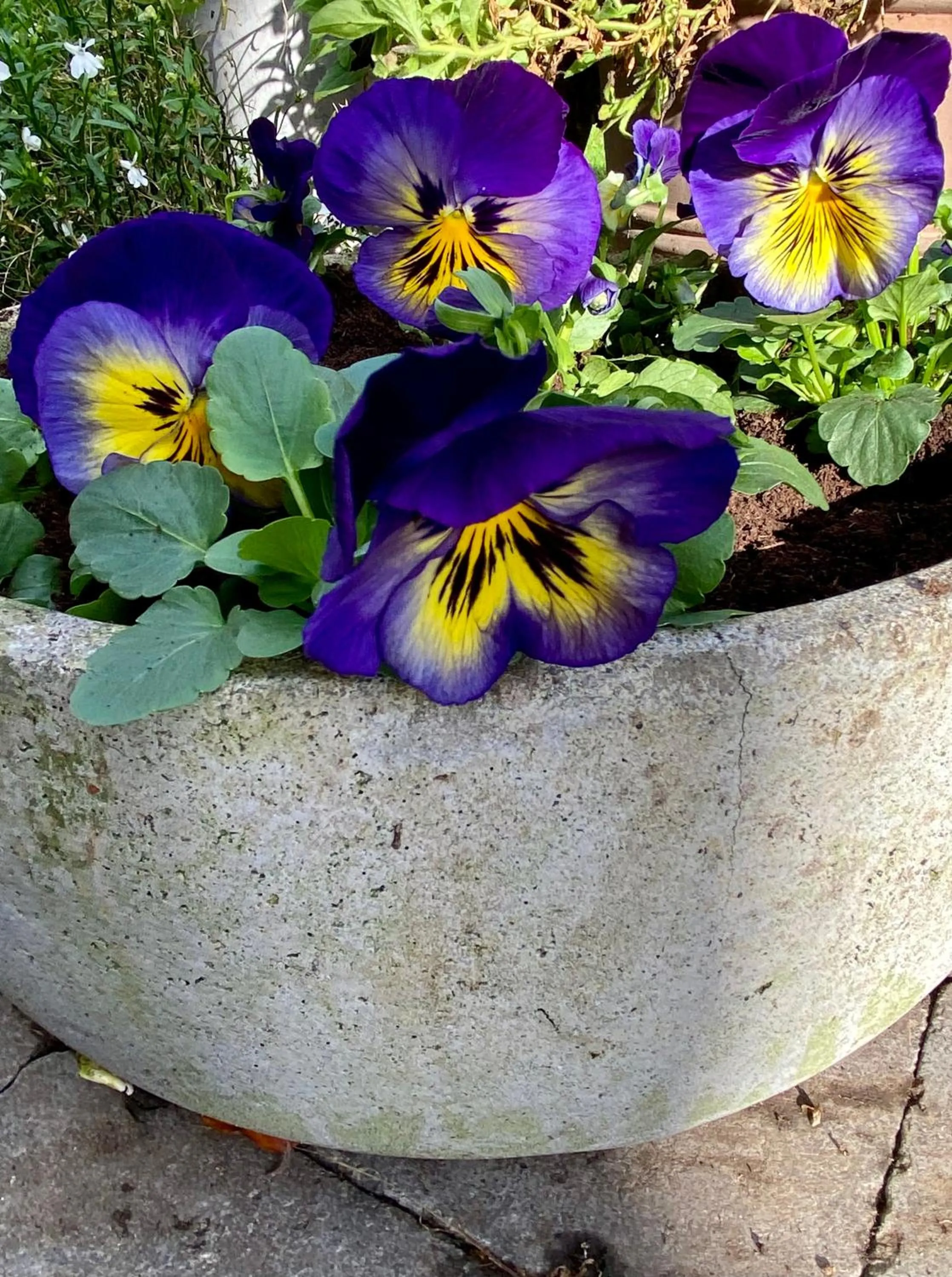Garden in B&B Aline Florentine - adults only - Luxury B&B - Chambres d'Hôtes - Zimmer Frei