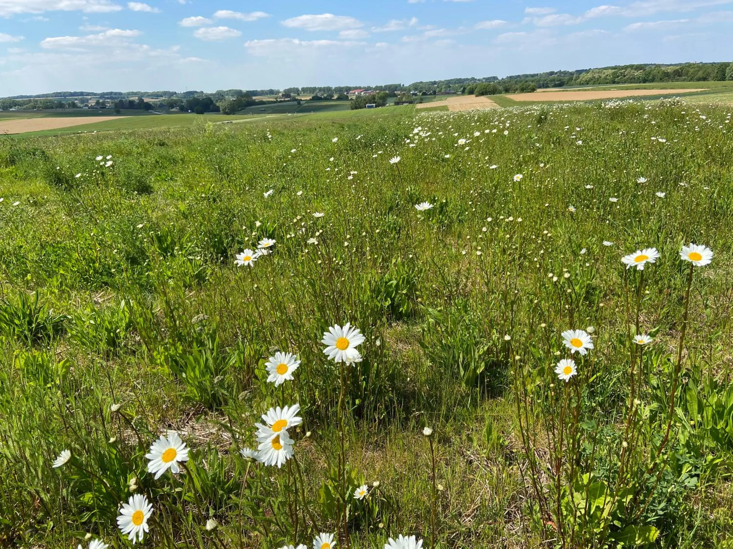 Natural landscape in B&B Aline Florentine - adults only - Luxury B&B - Chambres d'Hôtes - Zimmer Frei