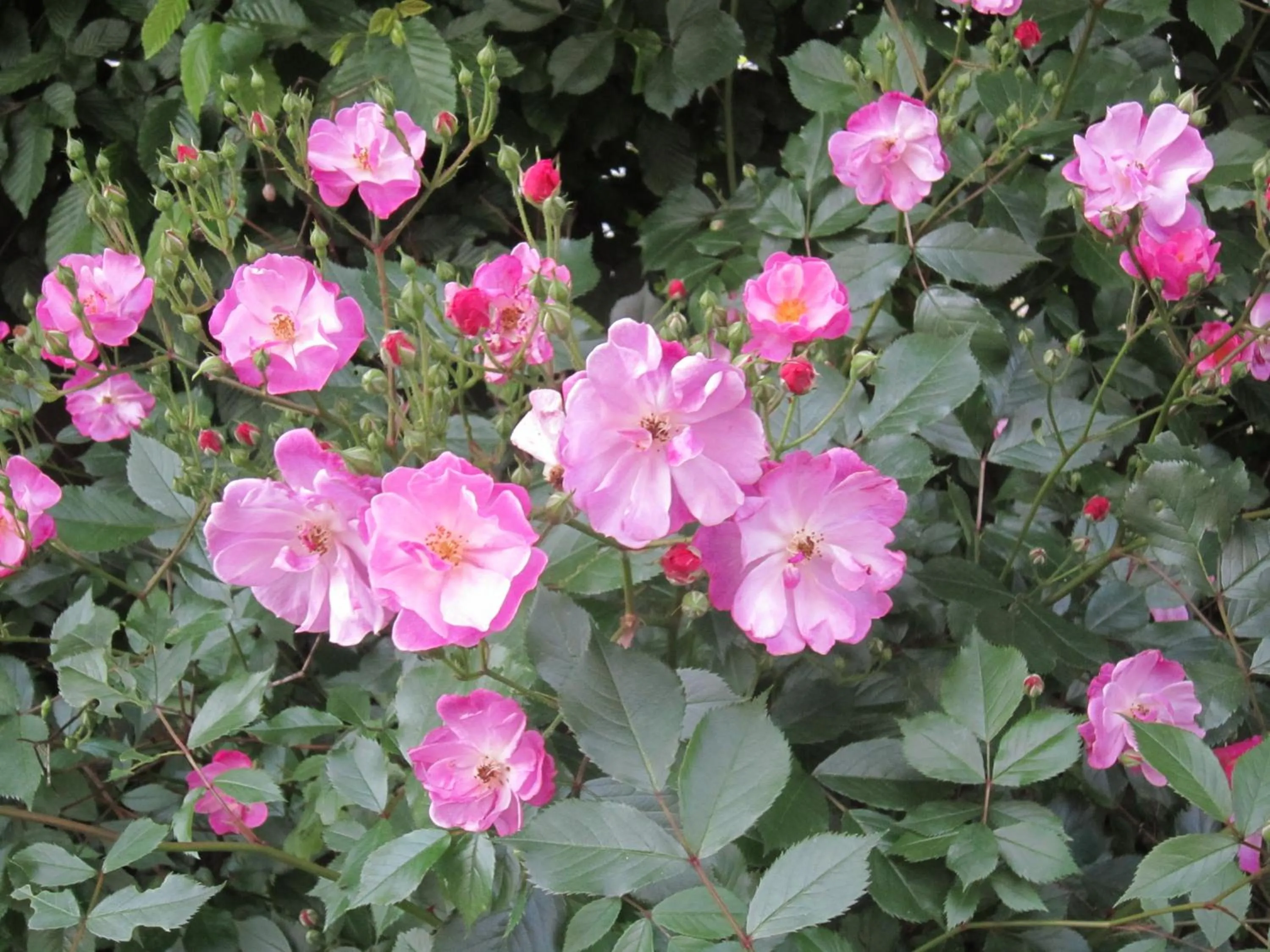 Garden in B&B Aline Florentine - adults only - Luxury B&B - Chambres d'Hôtes - Zimmer Frei