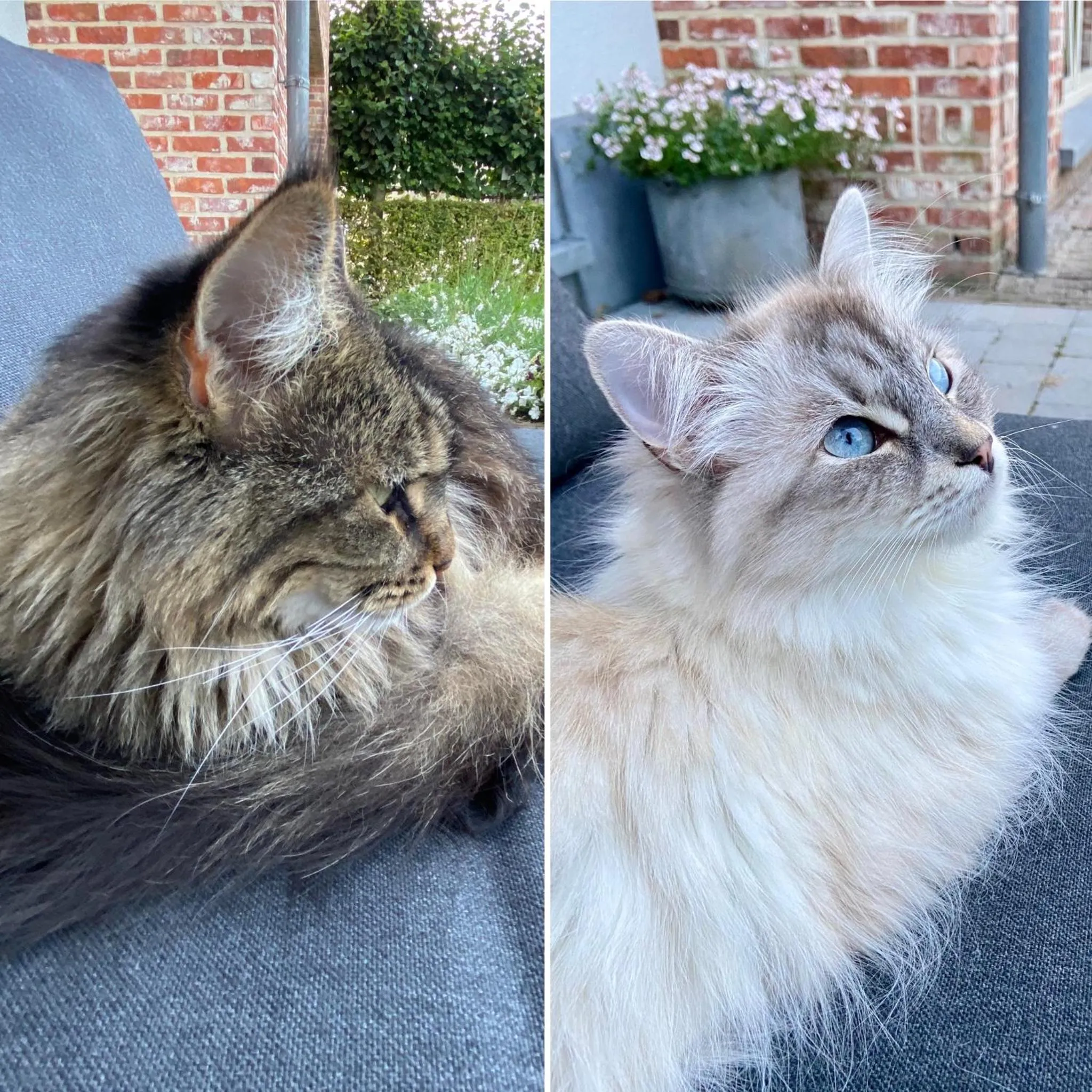 Pets in B&B Aline Florentine - adults only - Luxury B&B - Chambres d'Hôtes - Zimmer Frei