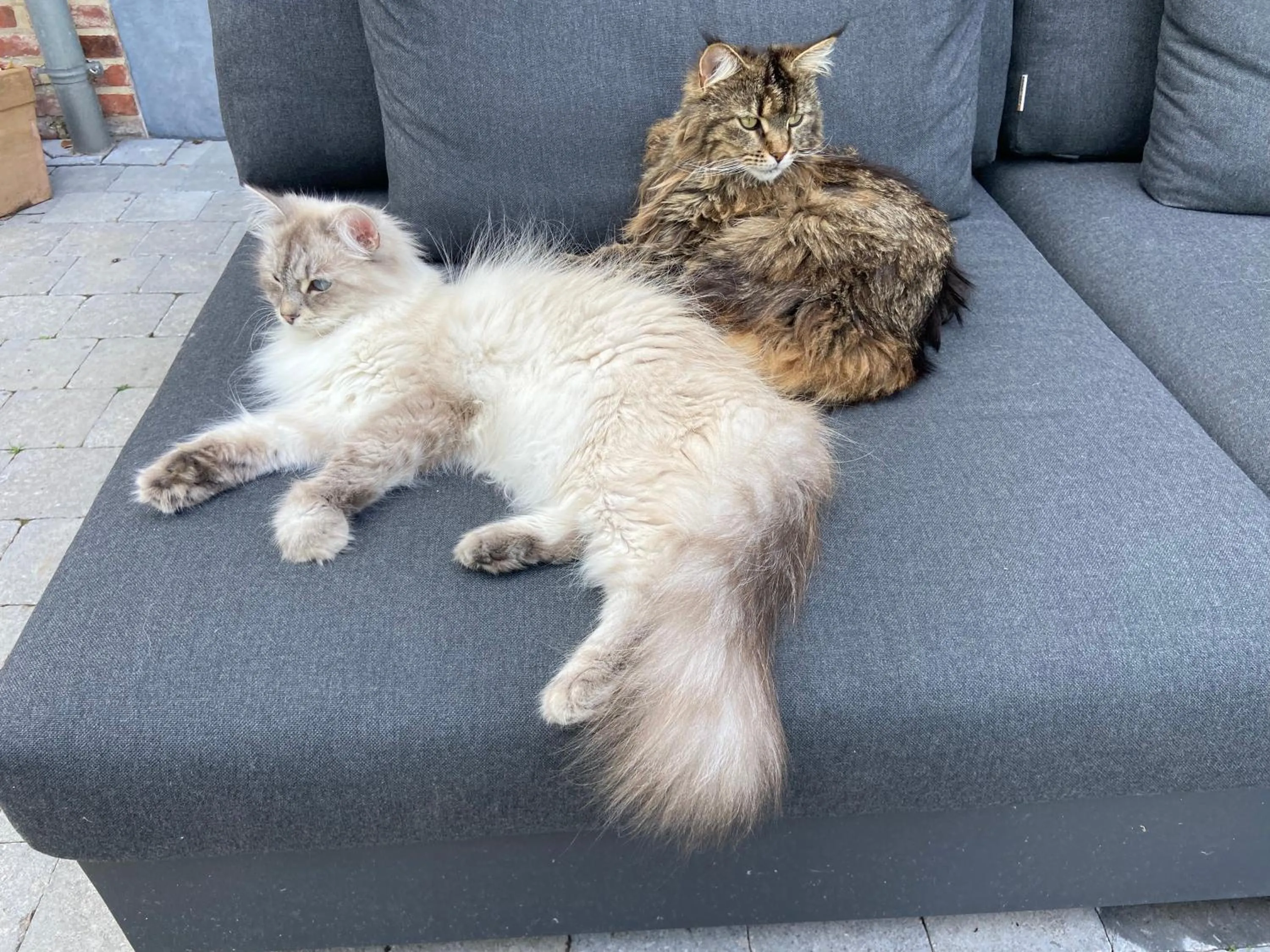 Pets in B&B Aline Florentine - adults only - Luxury B&B - Chambres d'Hôtes - Zimmer Frei