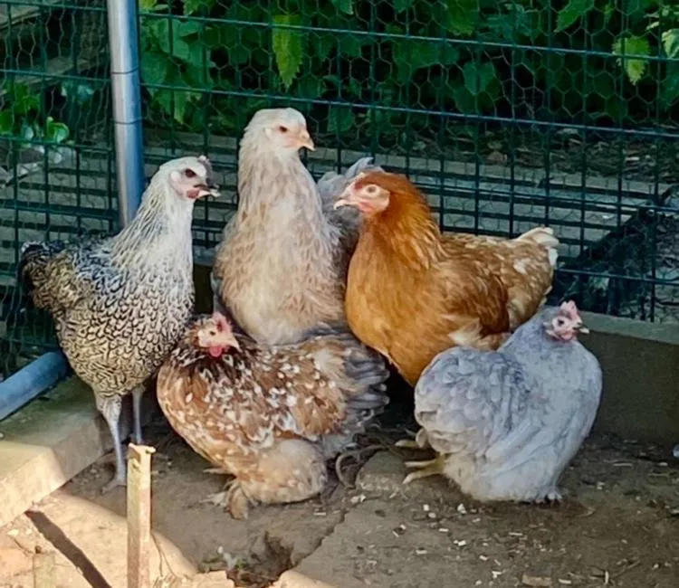 Animals in B&B Aline Florentine - adults only - Luxury B&B - Chambres d'Hôtes - Zimmer Frei
