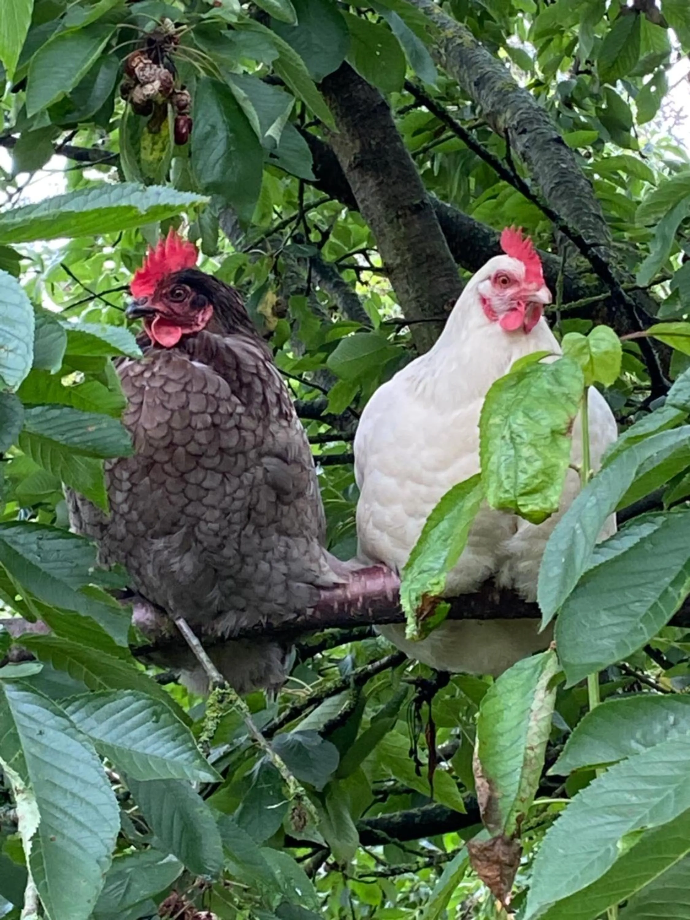 Animals in B&B Aline Florentine - adults only - Luxury B&B - Chambres d'Hôtes - Zimmer Frei