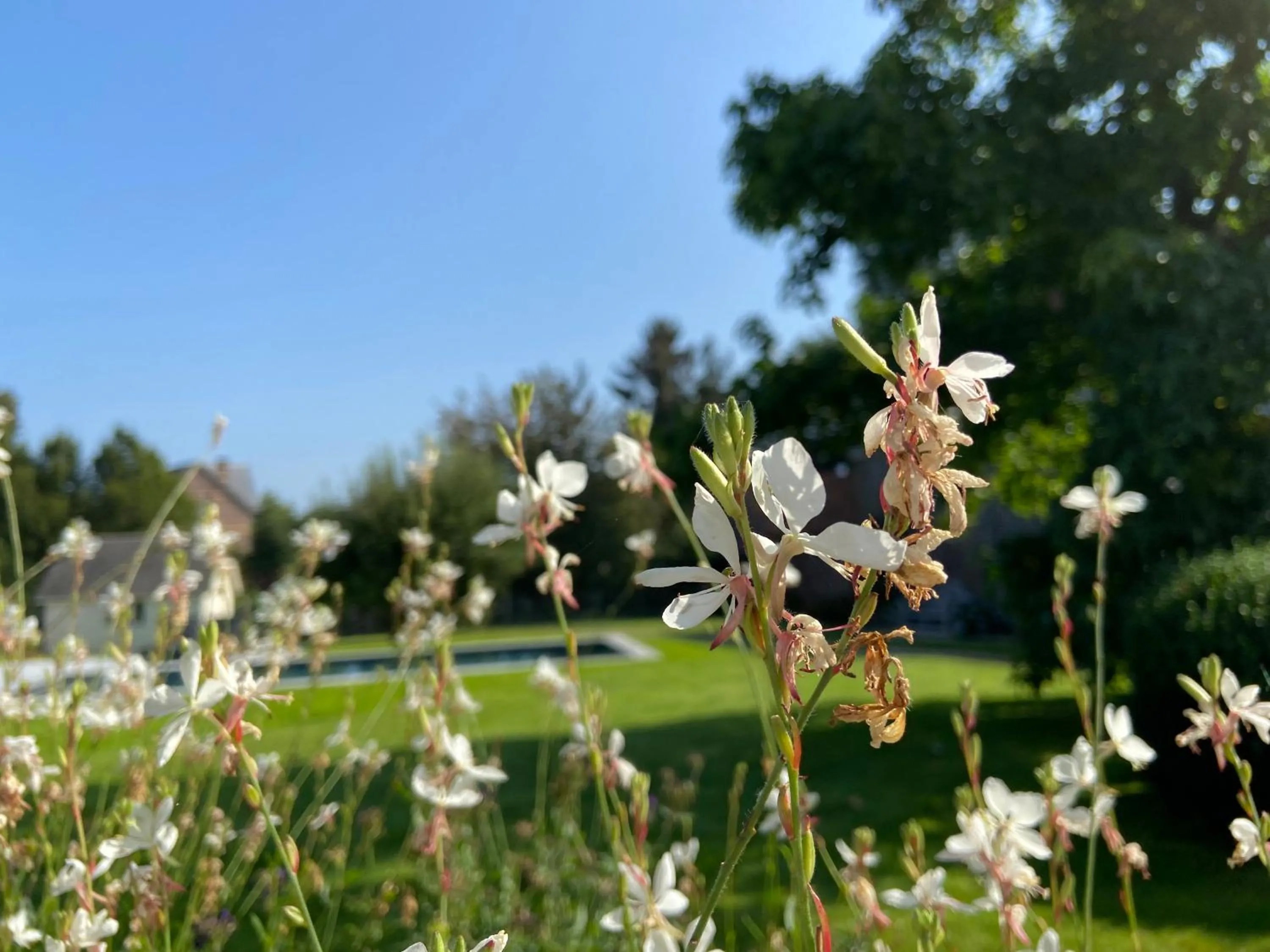 Garden in B&B Aline Florentine - adults only - Luxury B&B - Chambres d'Hôtes - Zimmer Frei