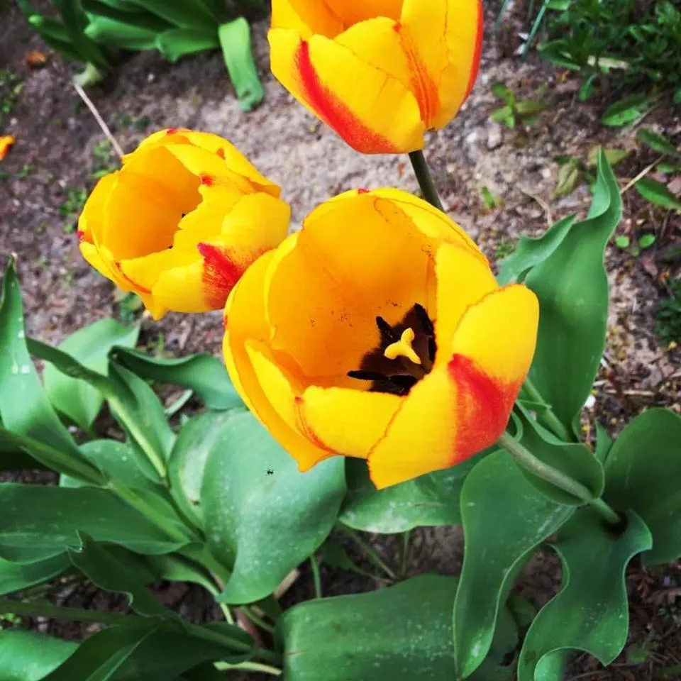 Garden in Gościniec Hetman
